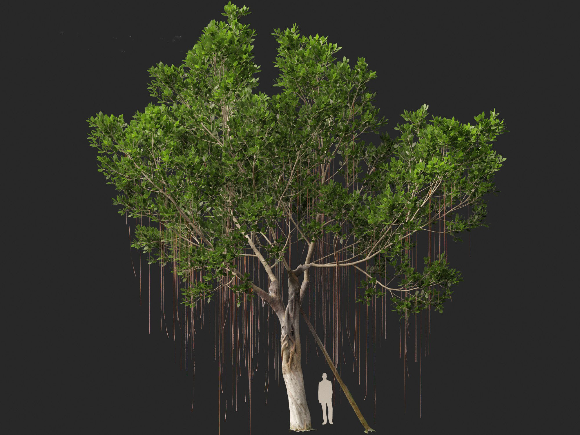 Ficus microcarpa- Malayan Banyan 3D model_9