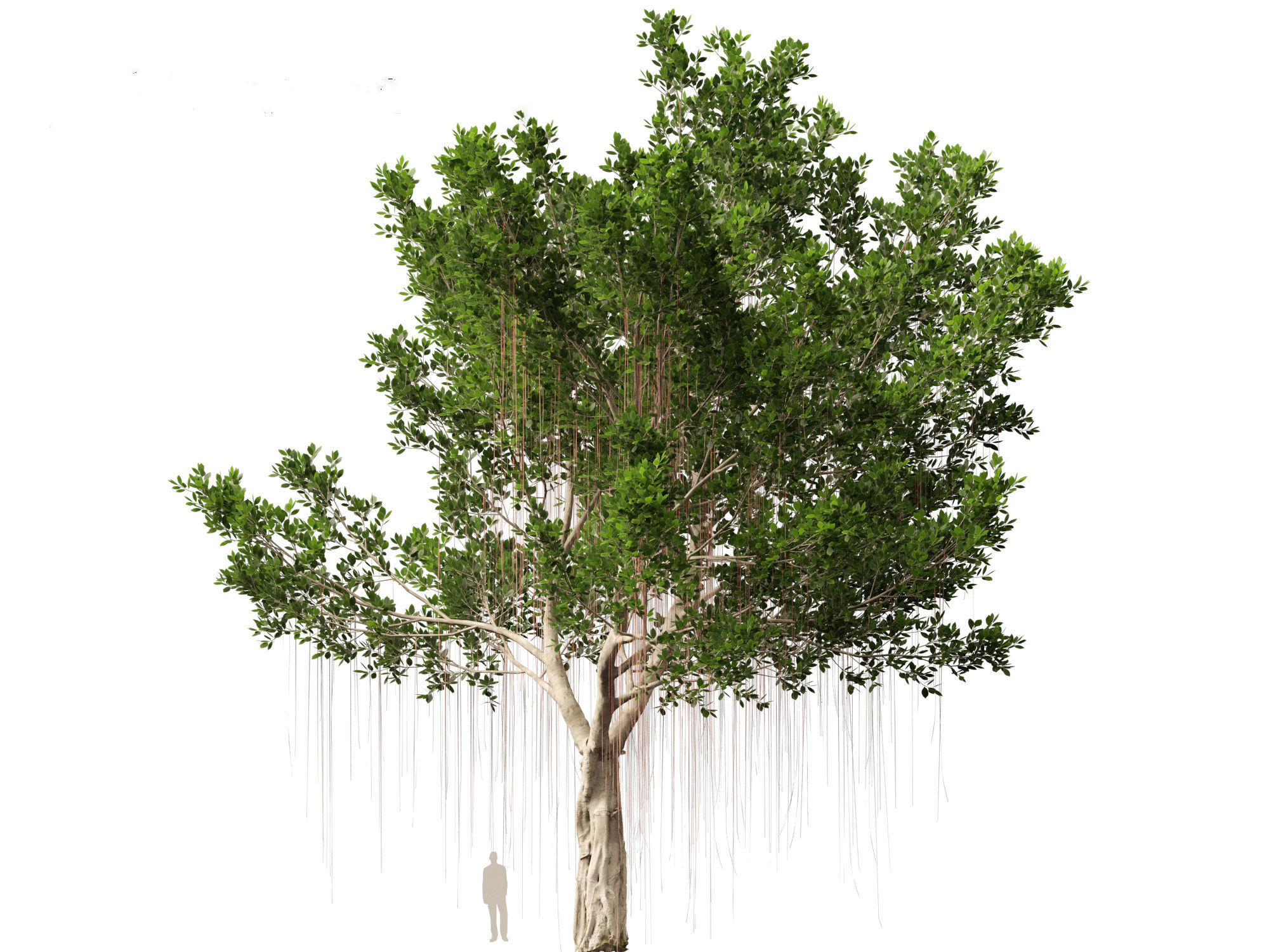 Ficus microcarpa- Malayan Banyan 3D model_13