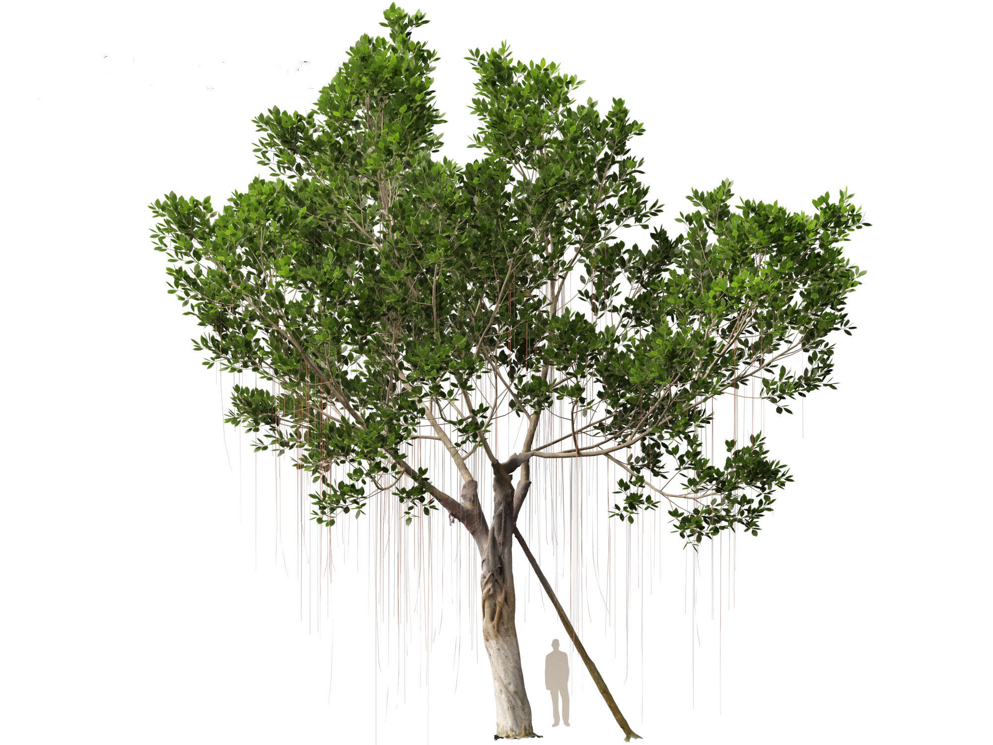 Ficus microcarpa- Malayan Banyan 3D model_8
