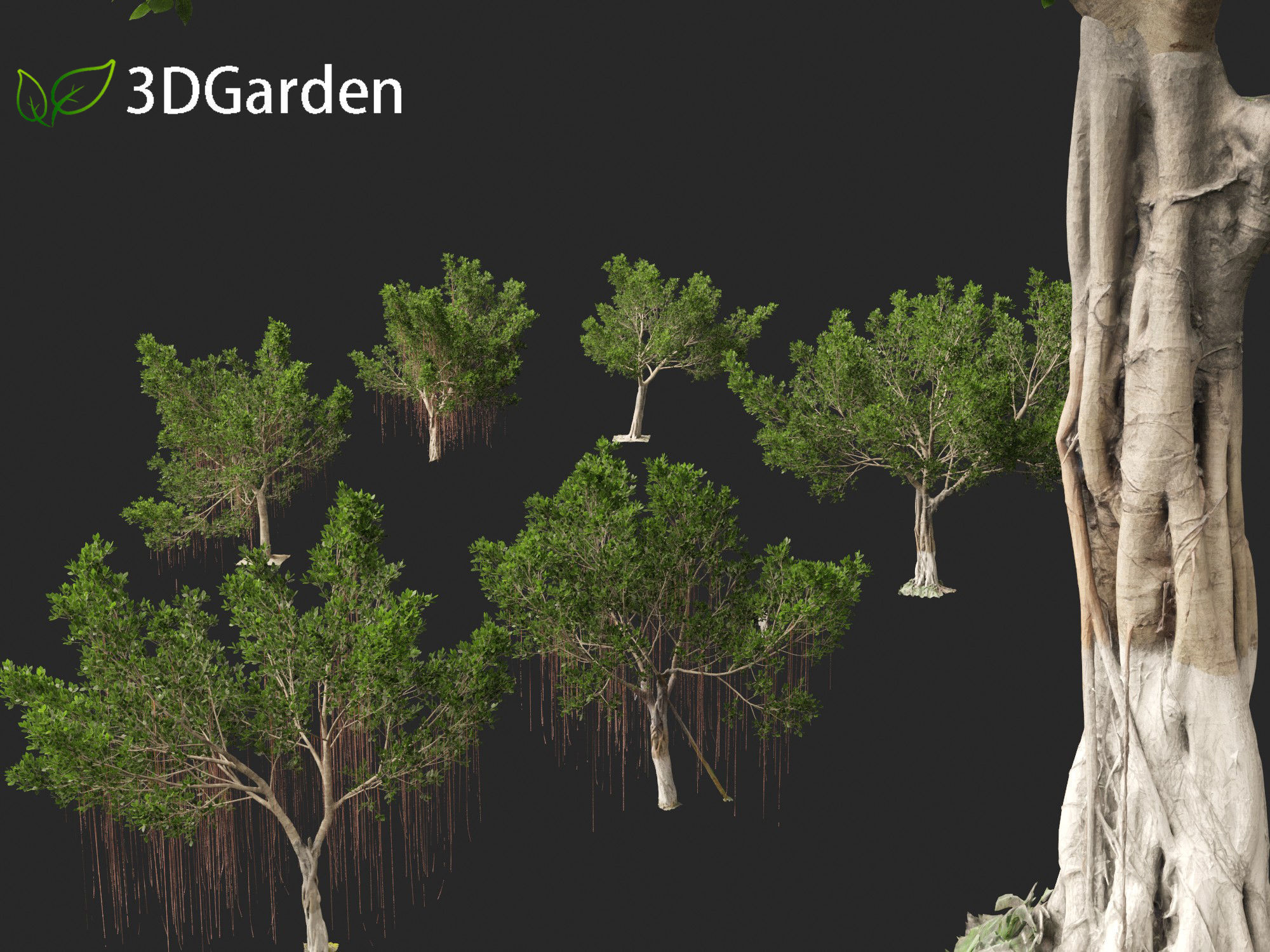 Ficus microcarpa- Malayan Banyan 3D model_17