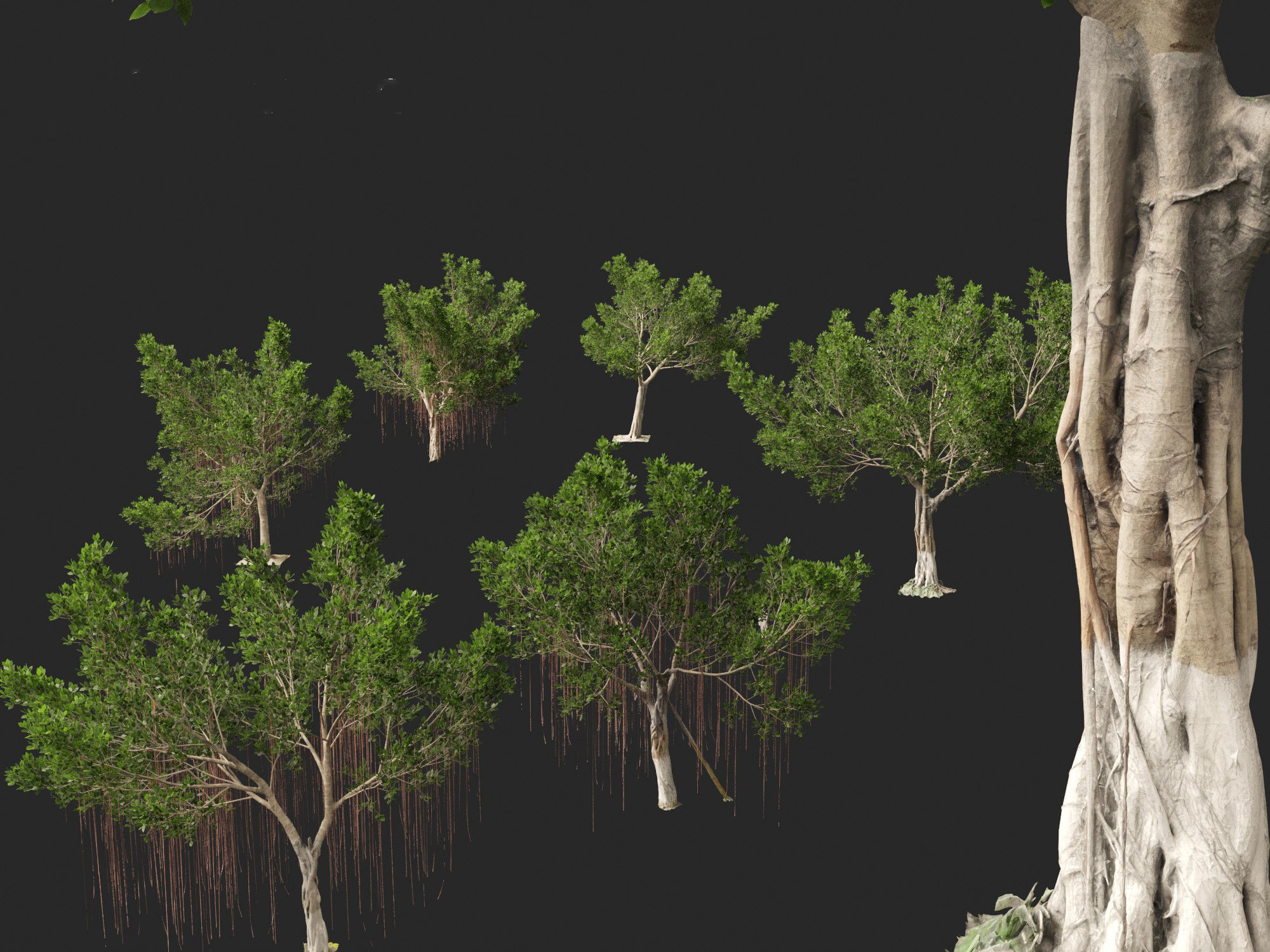 Ficus microcarpa- Malayan Banyan 3D model_16