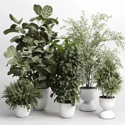 indoor plant set 409 palm bush ficus lyrata concrete vases