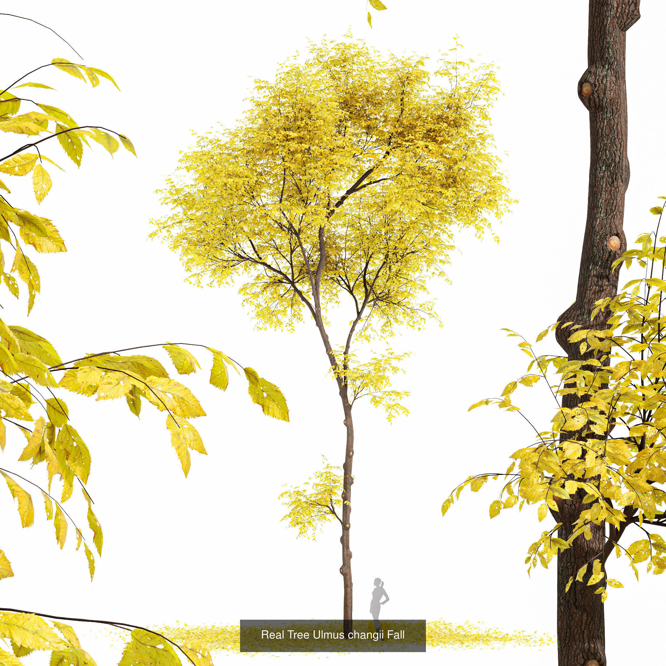 6 Different SETS of Tree SET VOL90 3D Model Collection_3