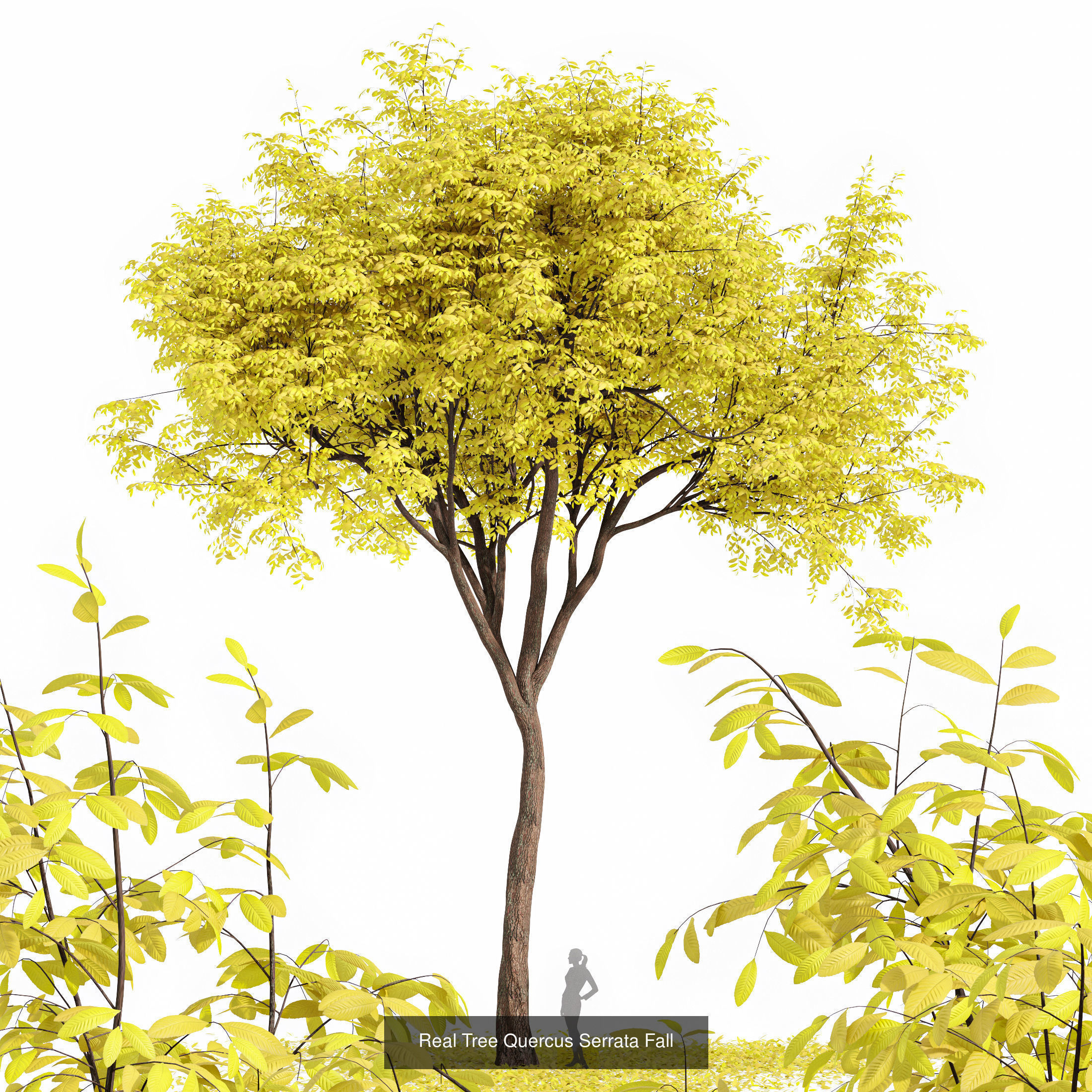 6 Different SETS of Tree SET VOL90 3D Model Collection_2