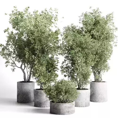 outdoor plant 169 pot old olive tree concrete old vase