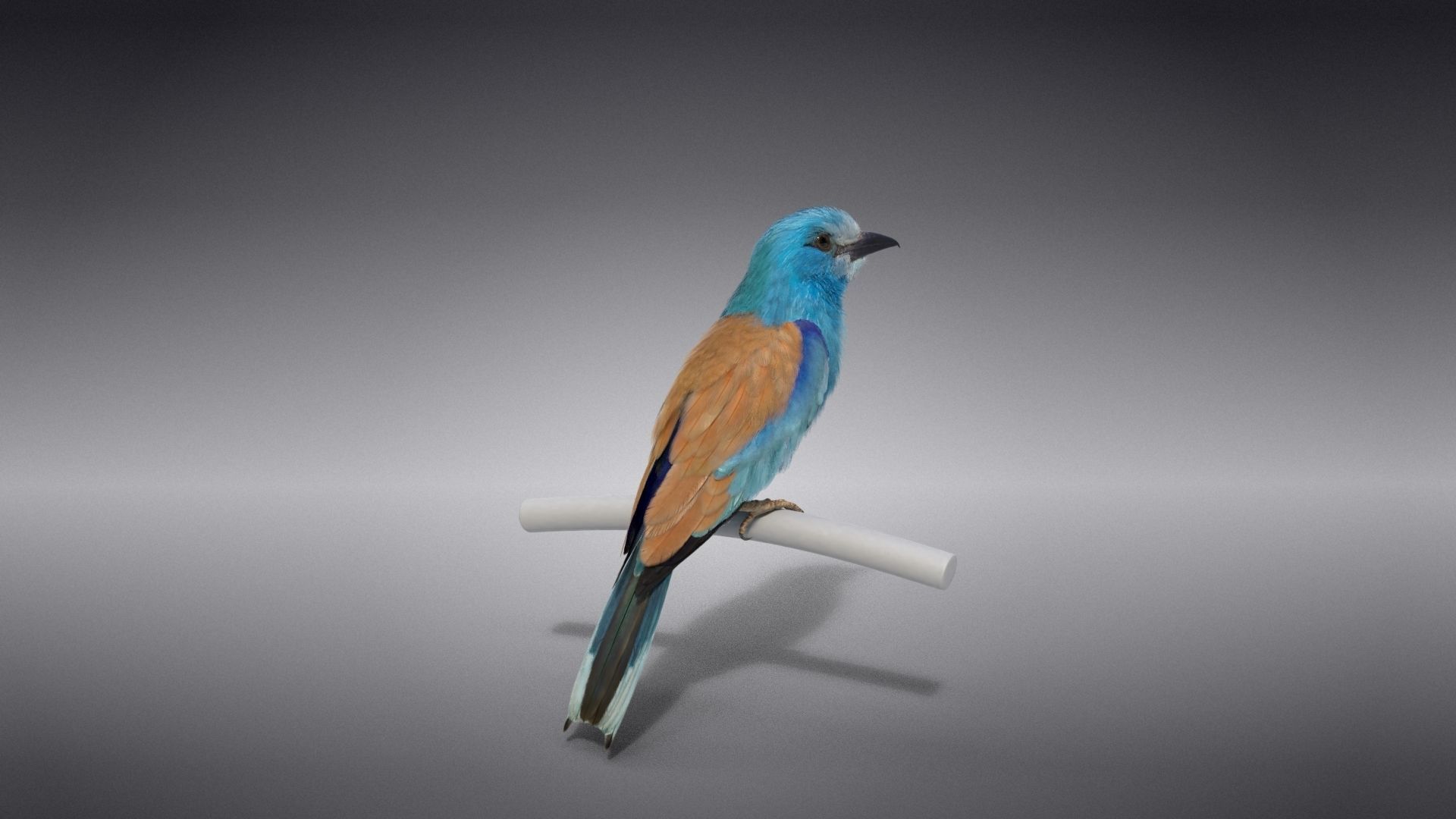 EuropeanRoller VFX Grace  3D model_16