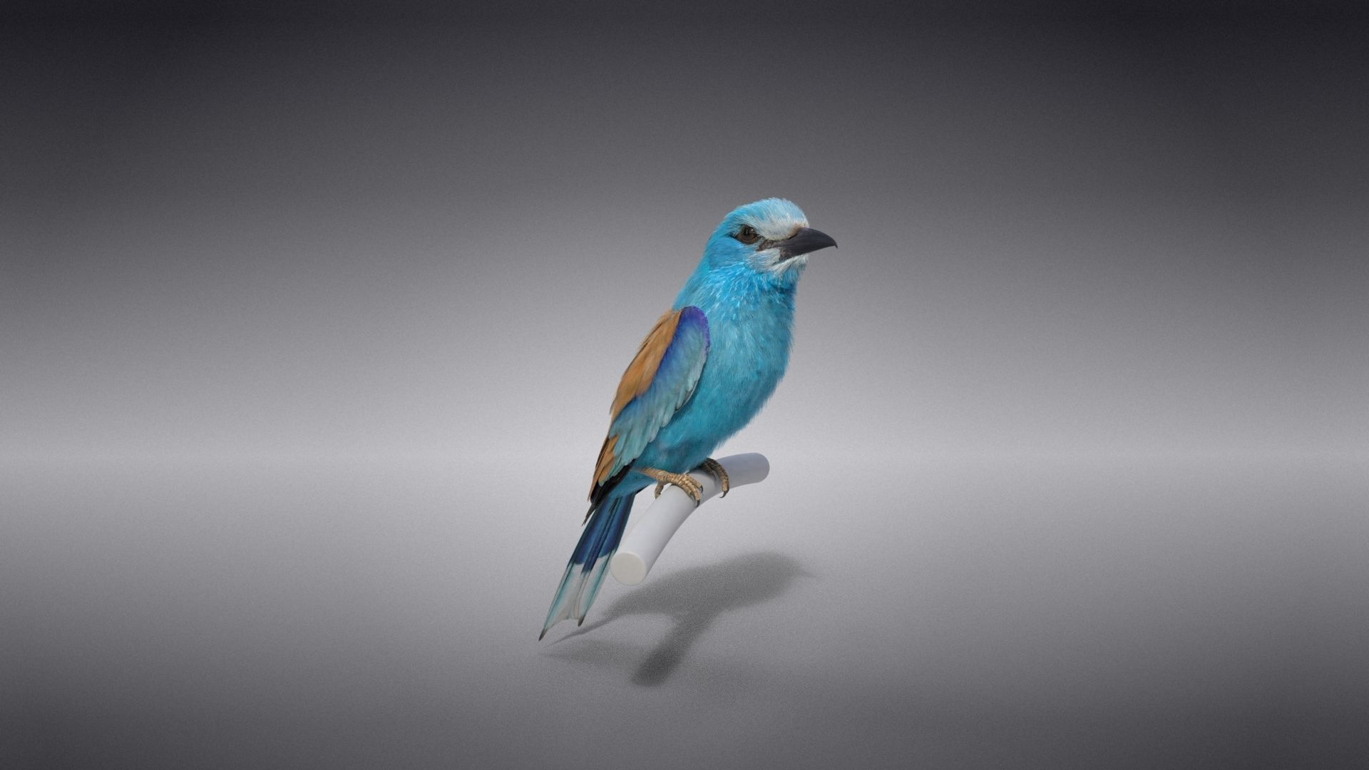 EuropeanRoller VFX Grace  3D model_15