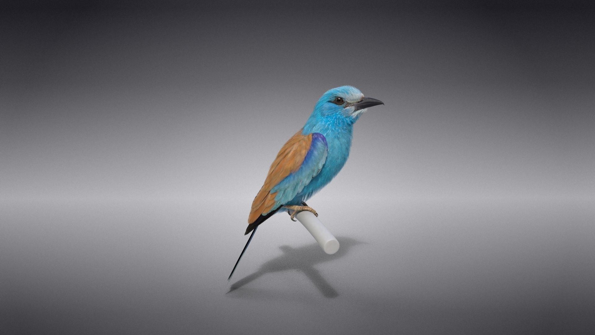 EuropeanRoller VFX Grace  3D model_13