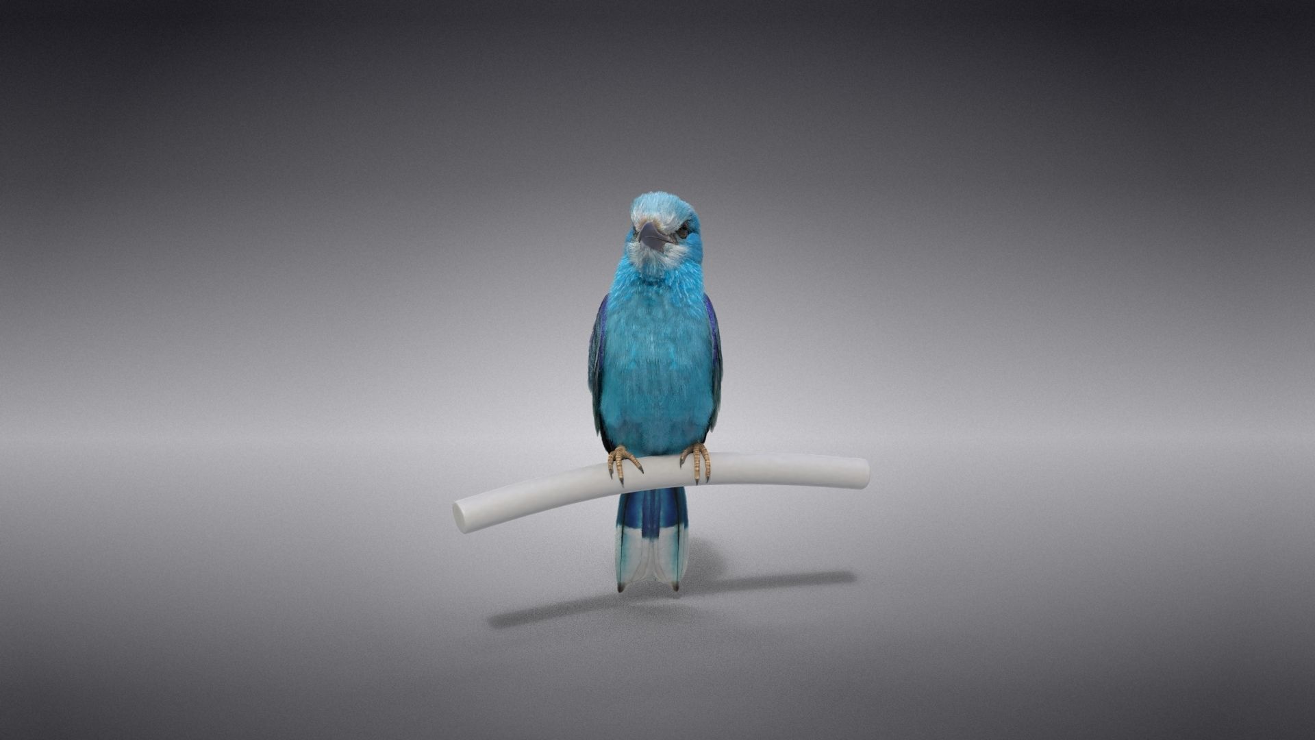 EuropeanRoller VFX Grace  3D model_17