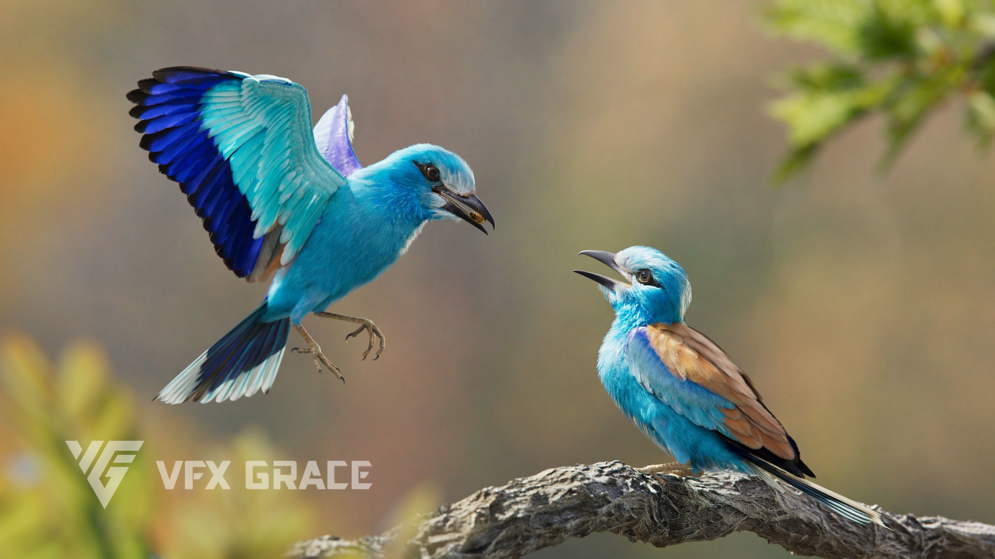 EuropeanRoller VFX Grace  3D model_10