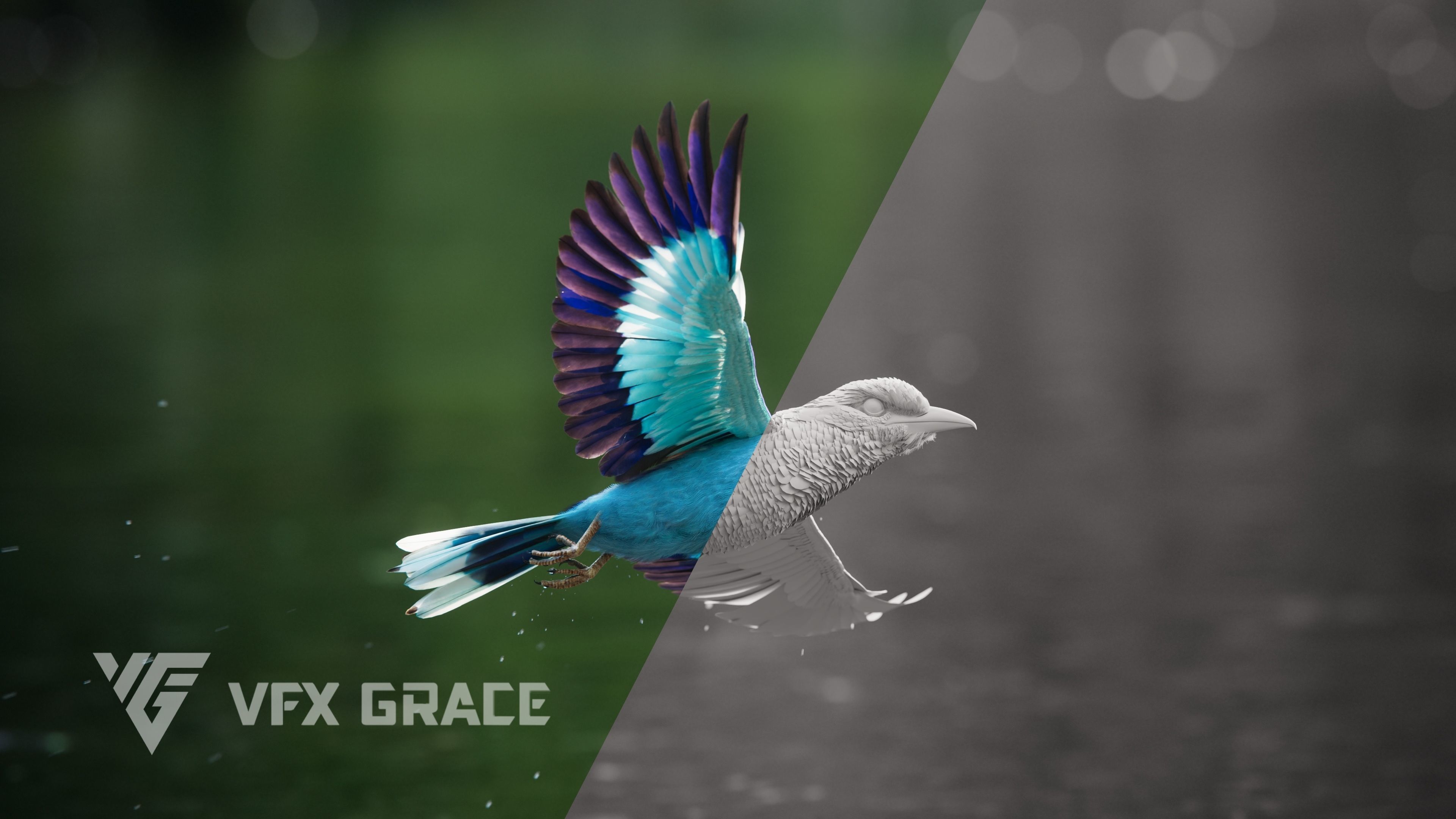 EuropeanRoller VFX Grace  3D model_8