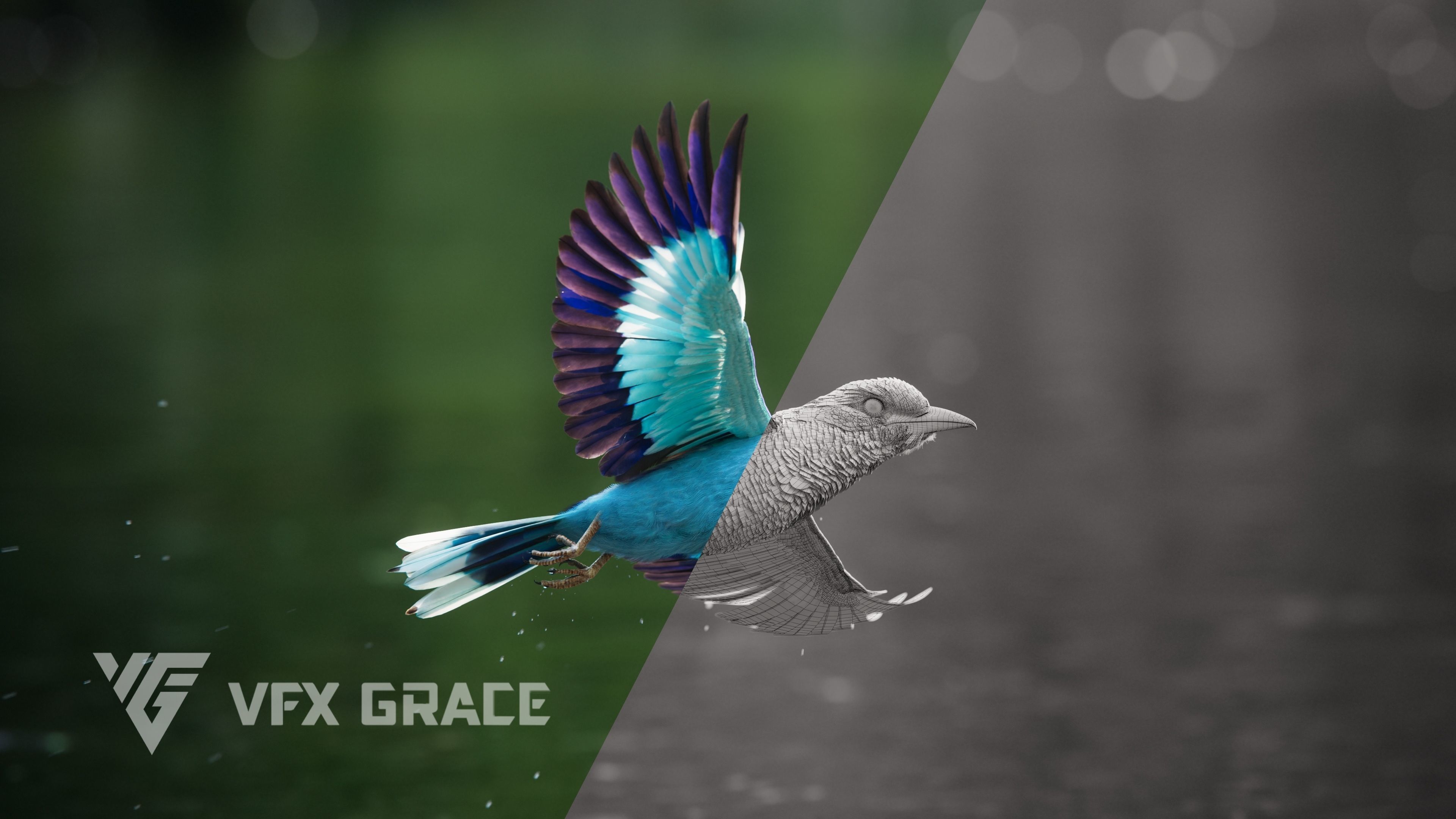 EuropeanRoller VFX Grace  3D model_9