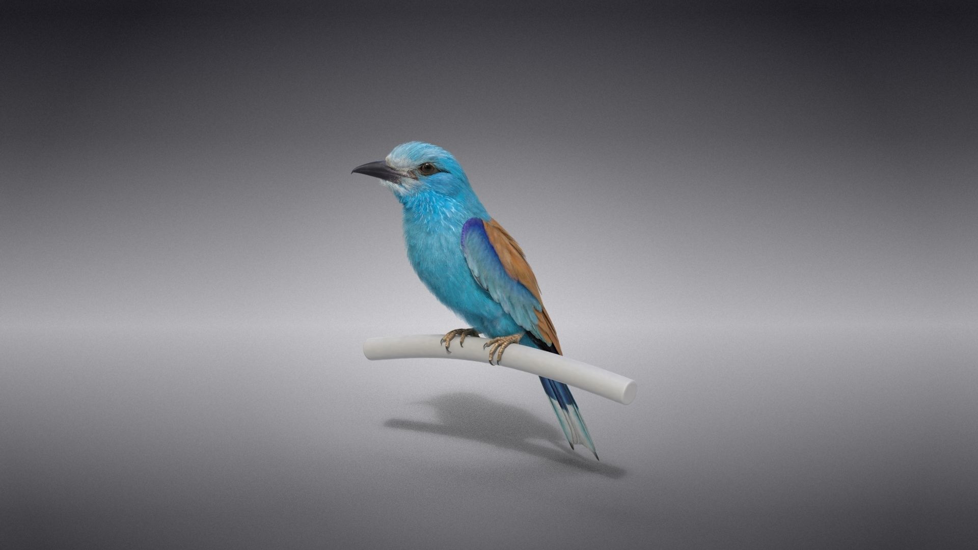 EuropeanRoller VFX Grace  3D model_14