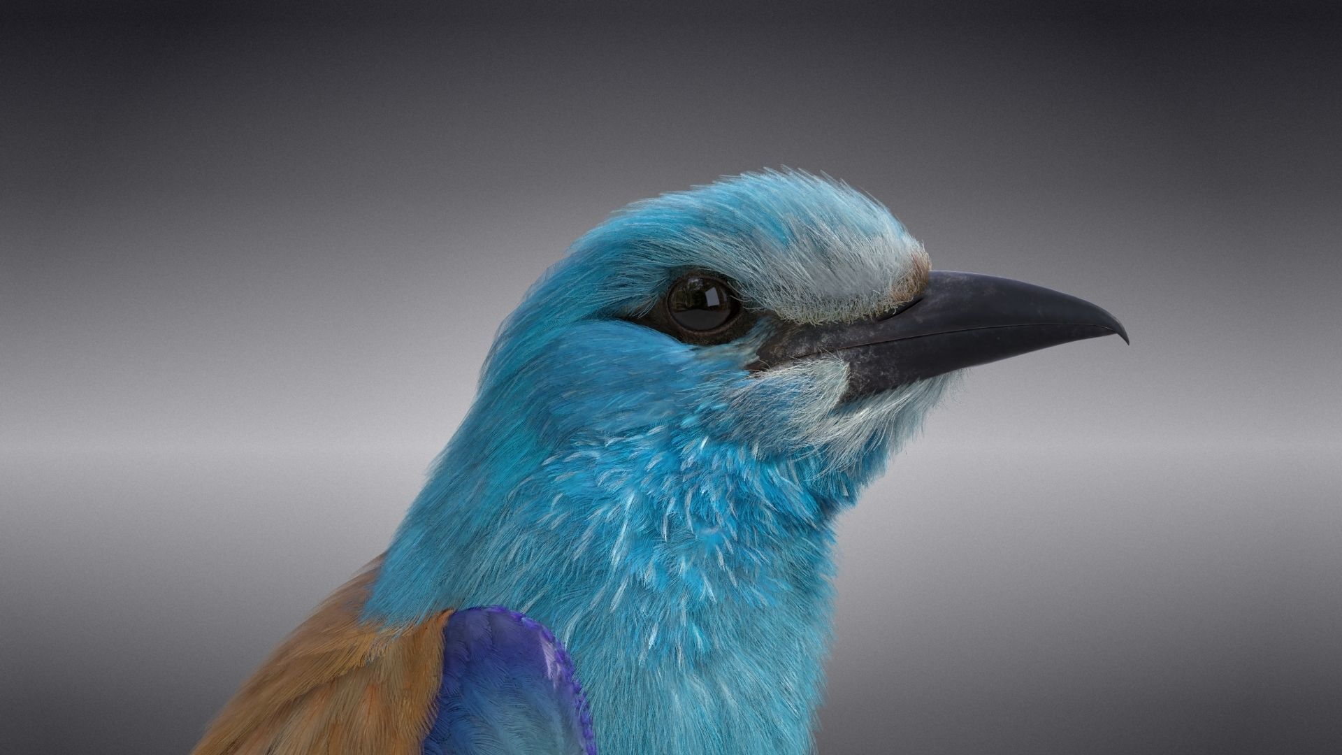 EuropeanRoller VFX Grace  3D model_20