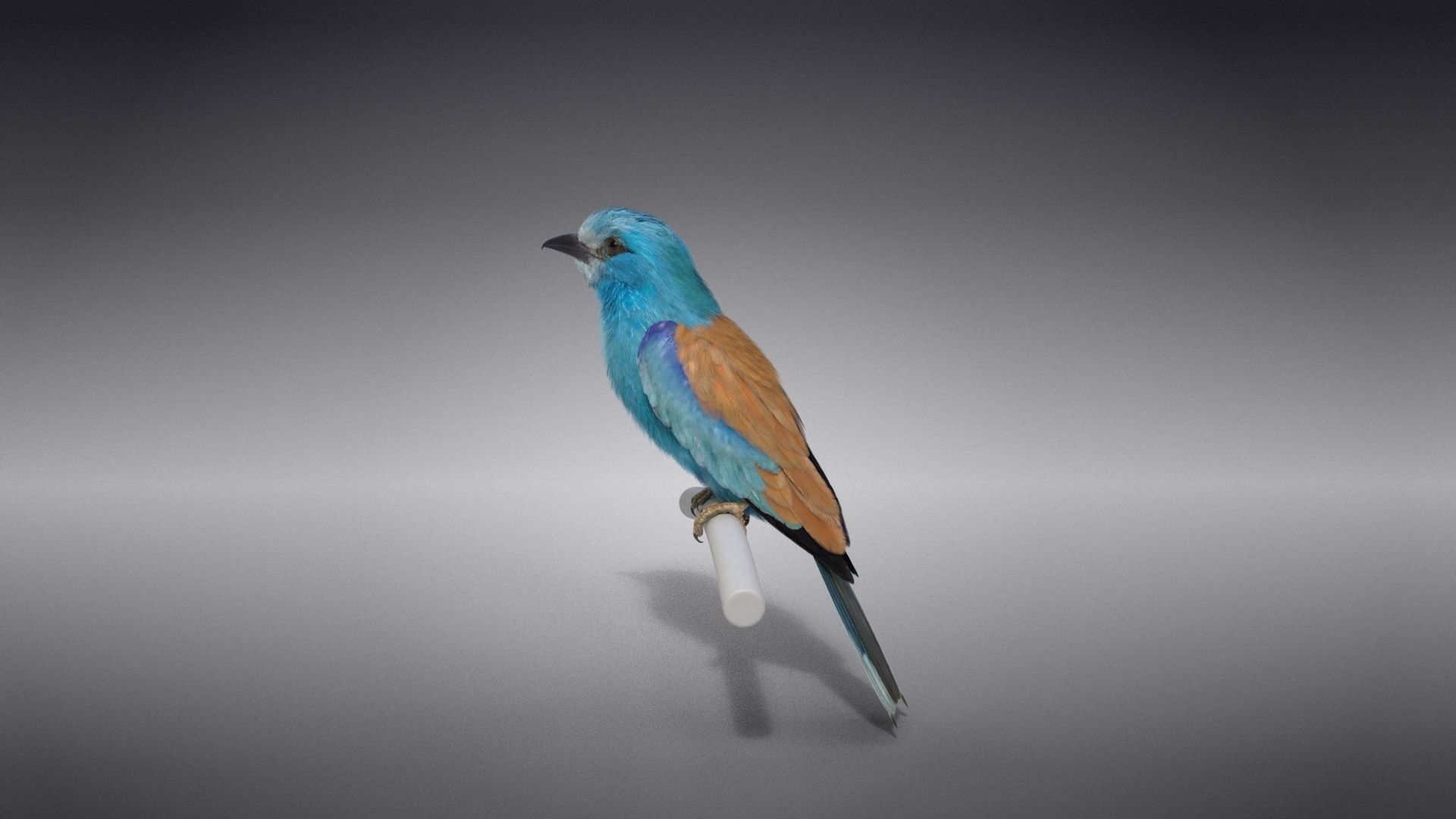 EuropeanRoller VFX Grace  3D model_19