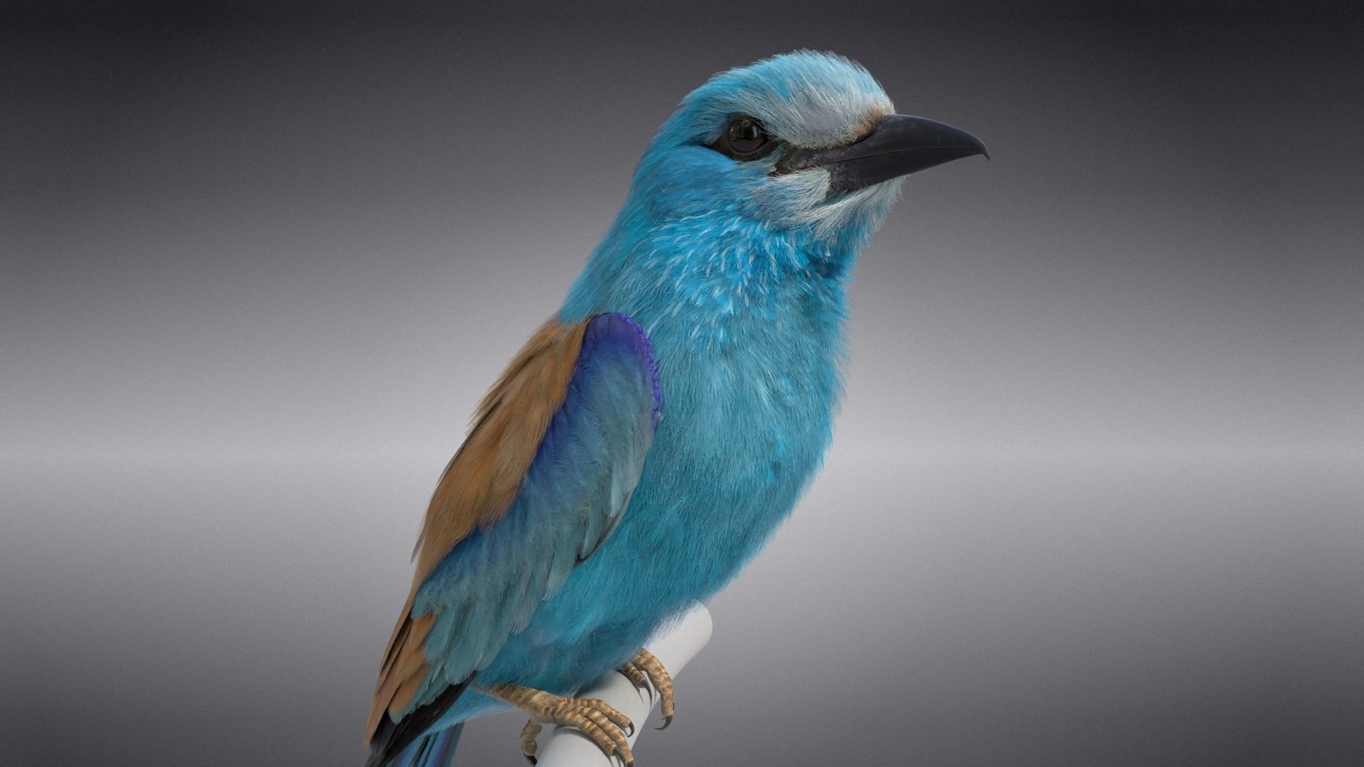 EuropeanRoller VFX Grace  3D model_18