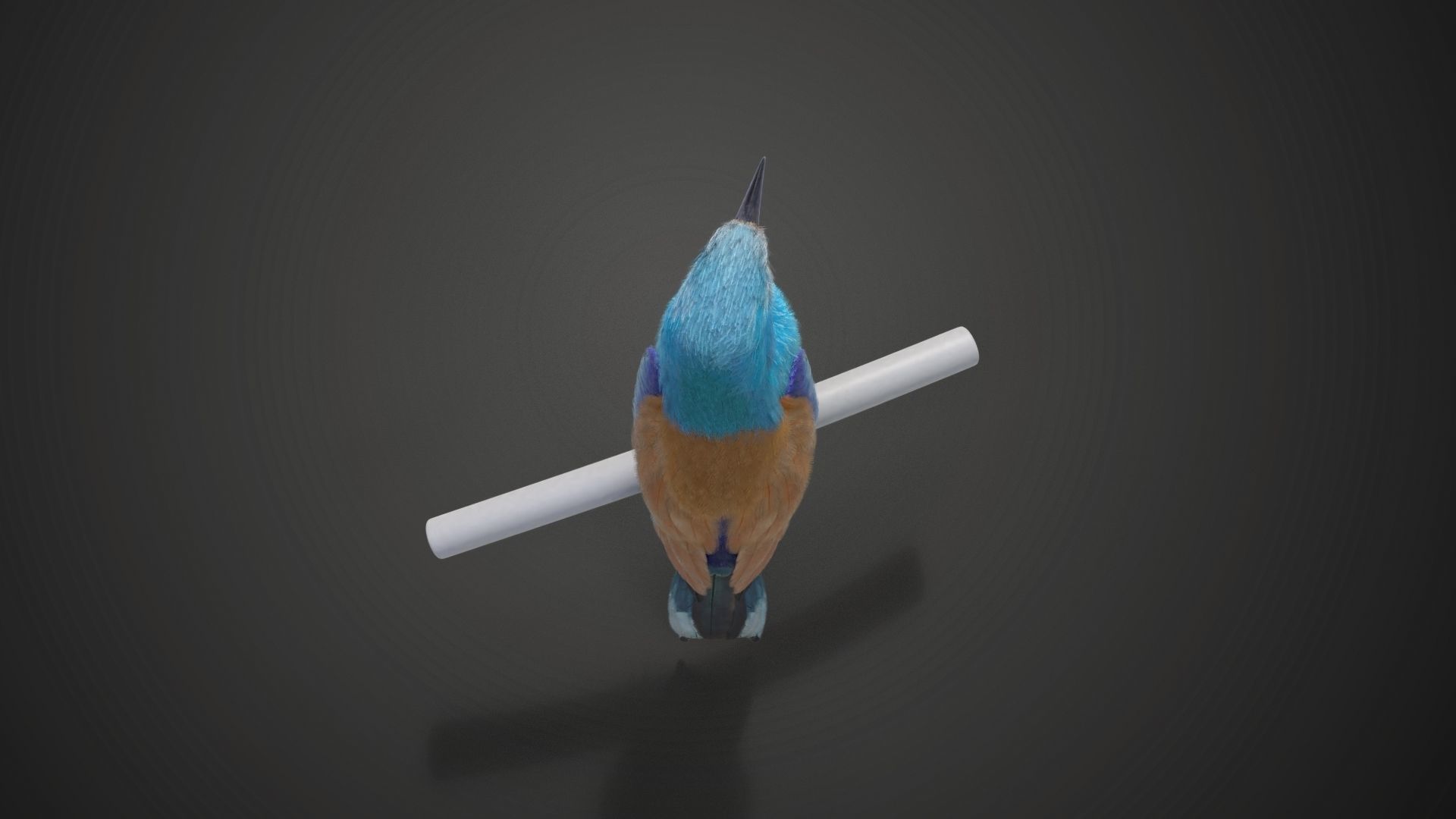 EuropeanRoller VFX Grace  3D model_21