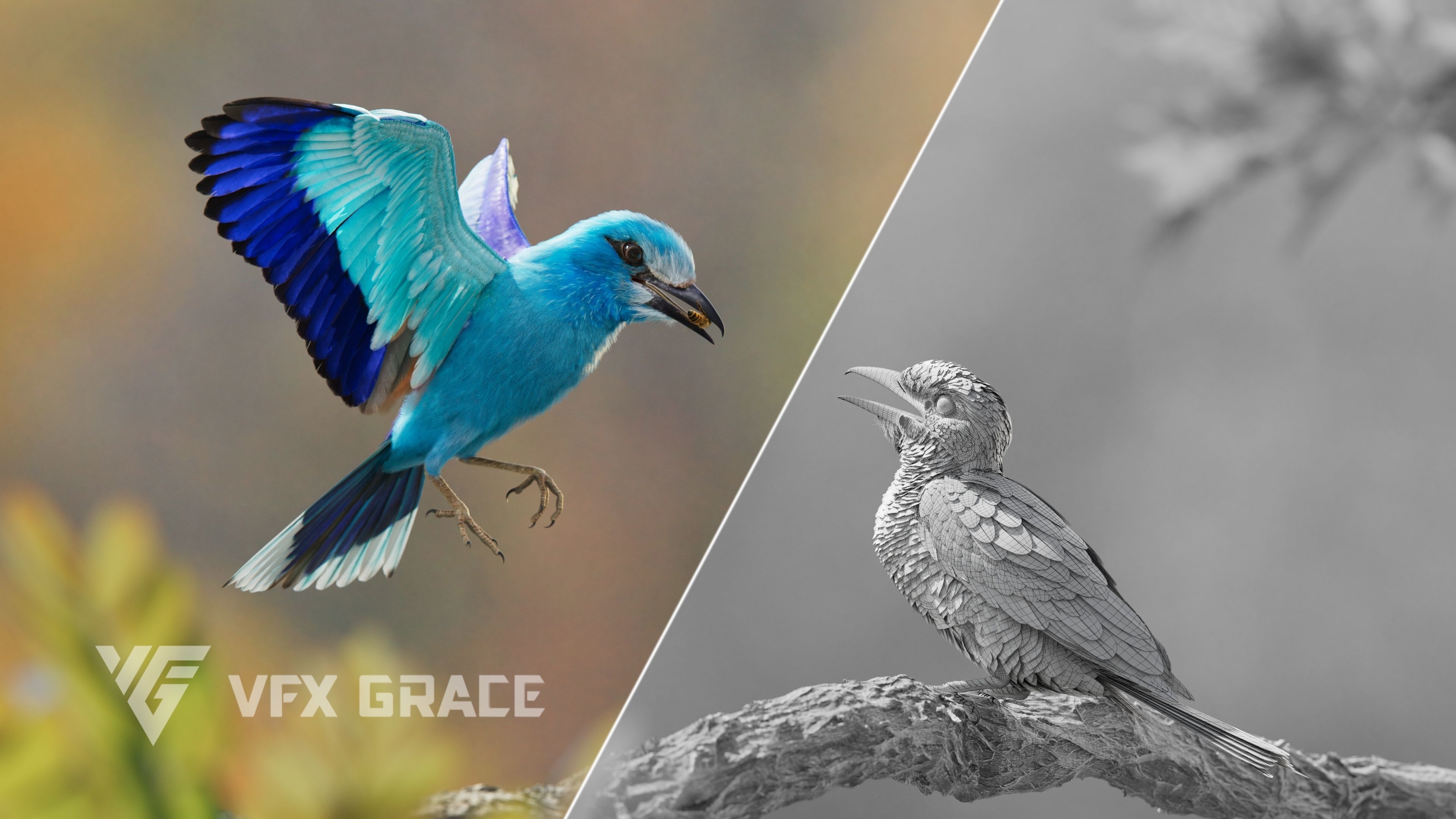 EuropeanRoller VFX Grace  3D model_12