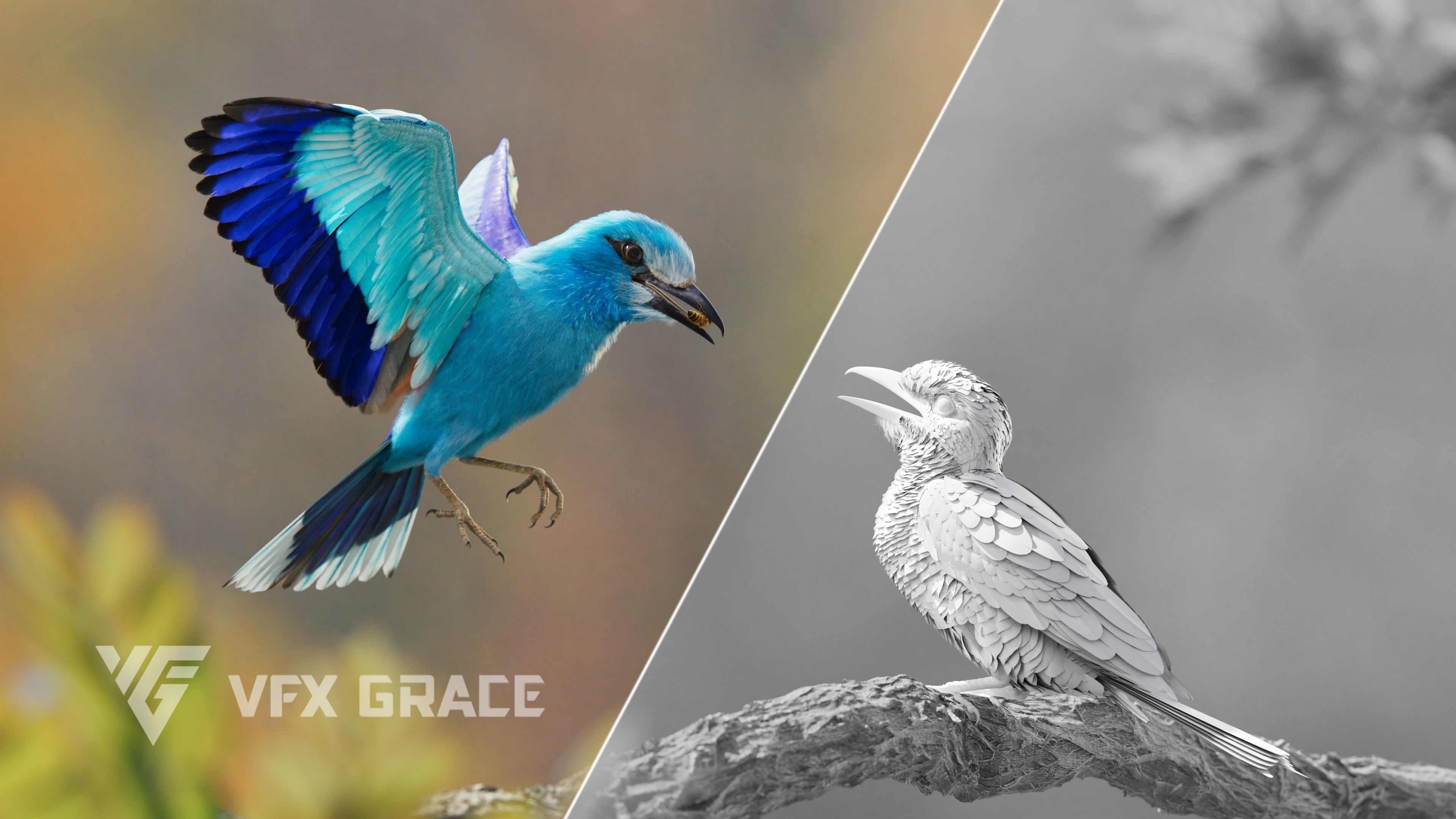 EuropeanRoller VFX Grace  3D model_11