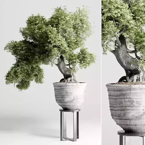 Bonasi Tree in a concrete vase set indoor plant 411