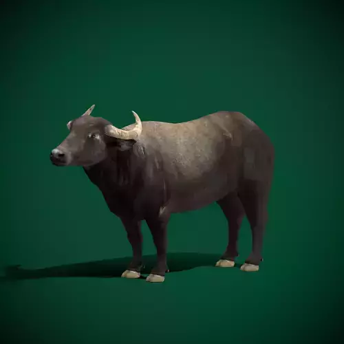 Asian Water Buffalo Animals