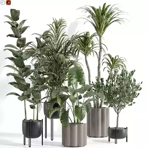 Indoor plants 37