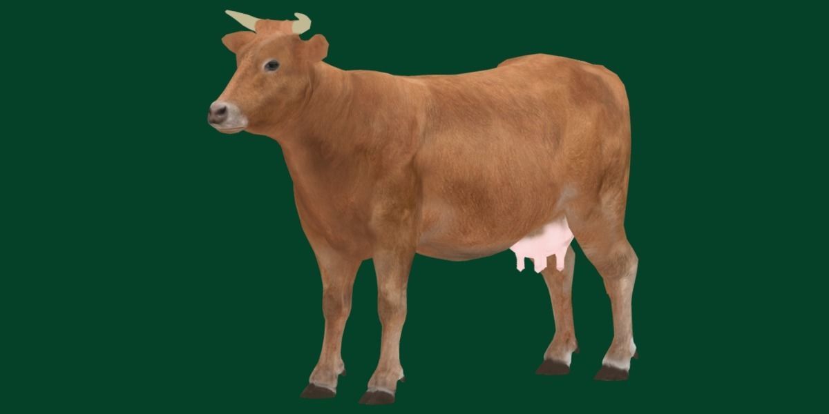 Domestic Cattle Oxen Animals Low-poly 3D model_20
