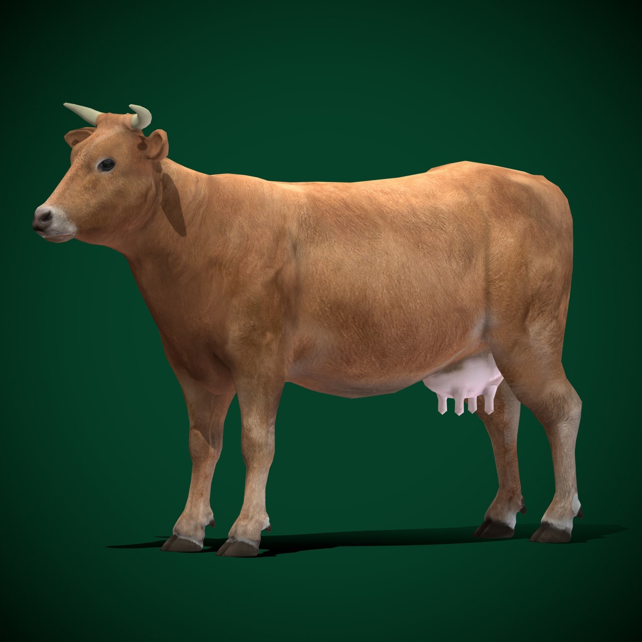 Domestic Cattle Oxen Animals Low-poly 3D model_14