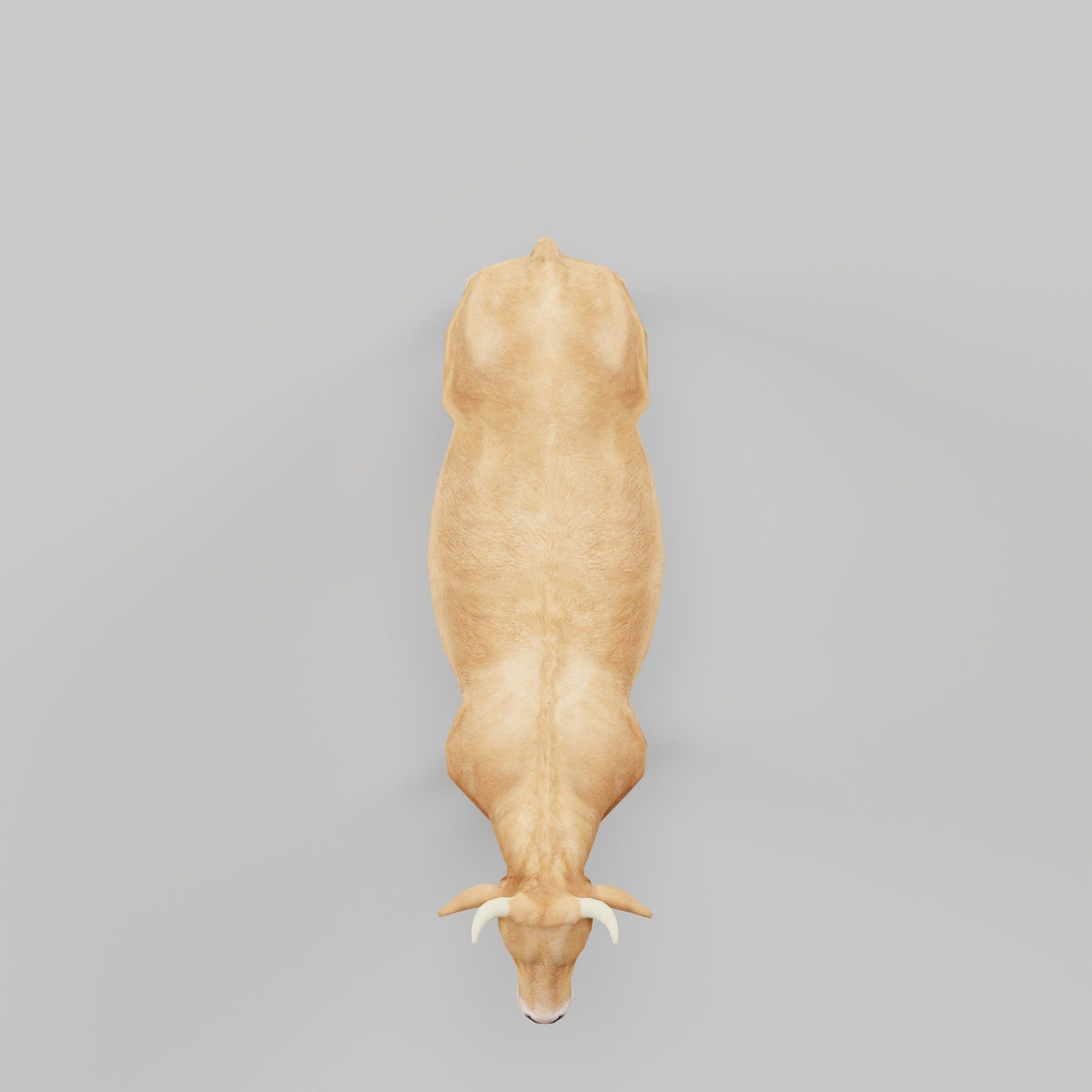 Domestic Cattle Oxen Animals Low-poly 3D model_6