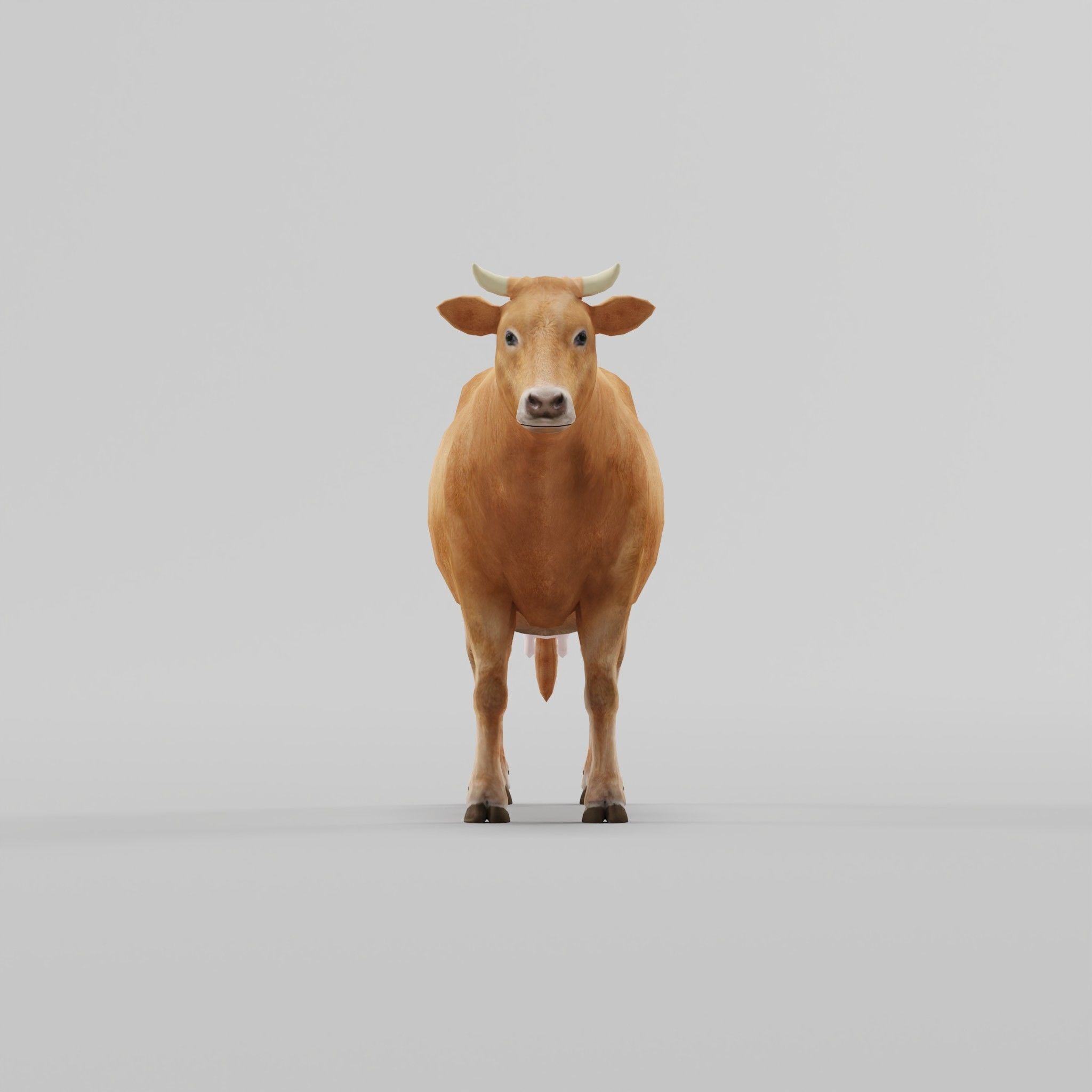 Domestic Cattle Oxen Animals Low-poly 3D model_4