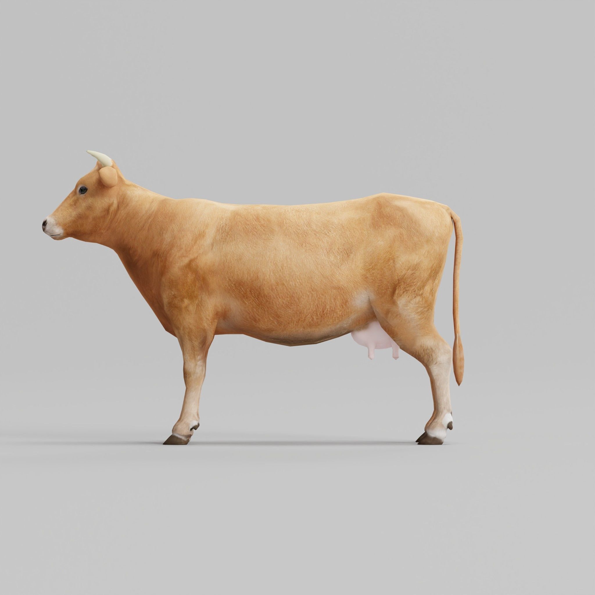 Domestic Cattle Oxen Animals Low-poly 3D model_5
