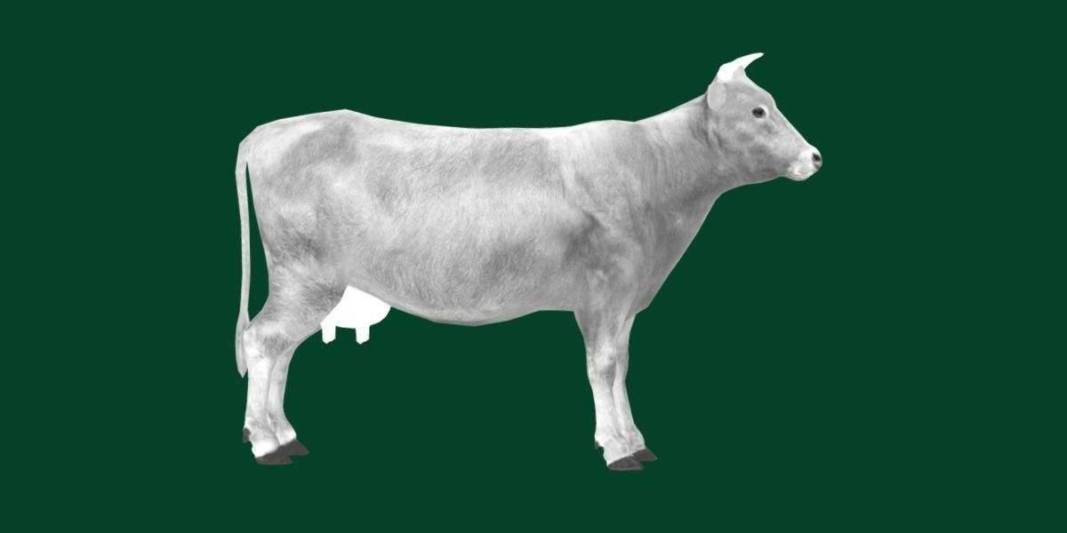 Domestic Cattle Oxen Animals Low-poly 3D model_22