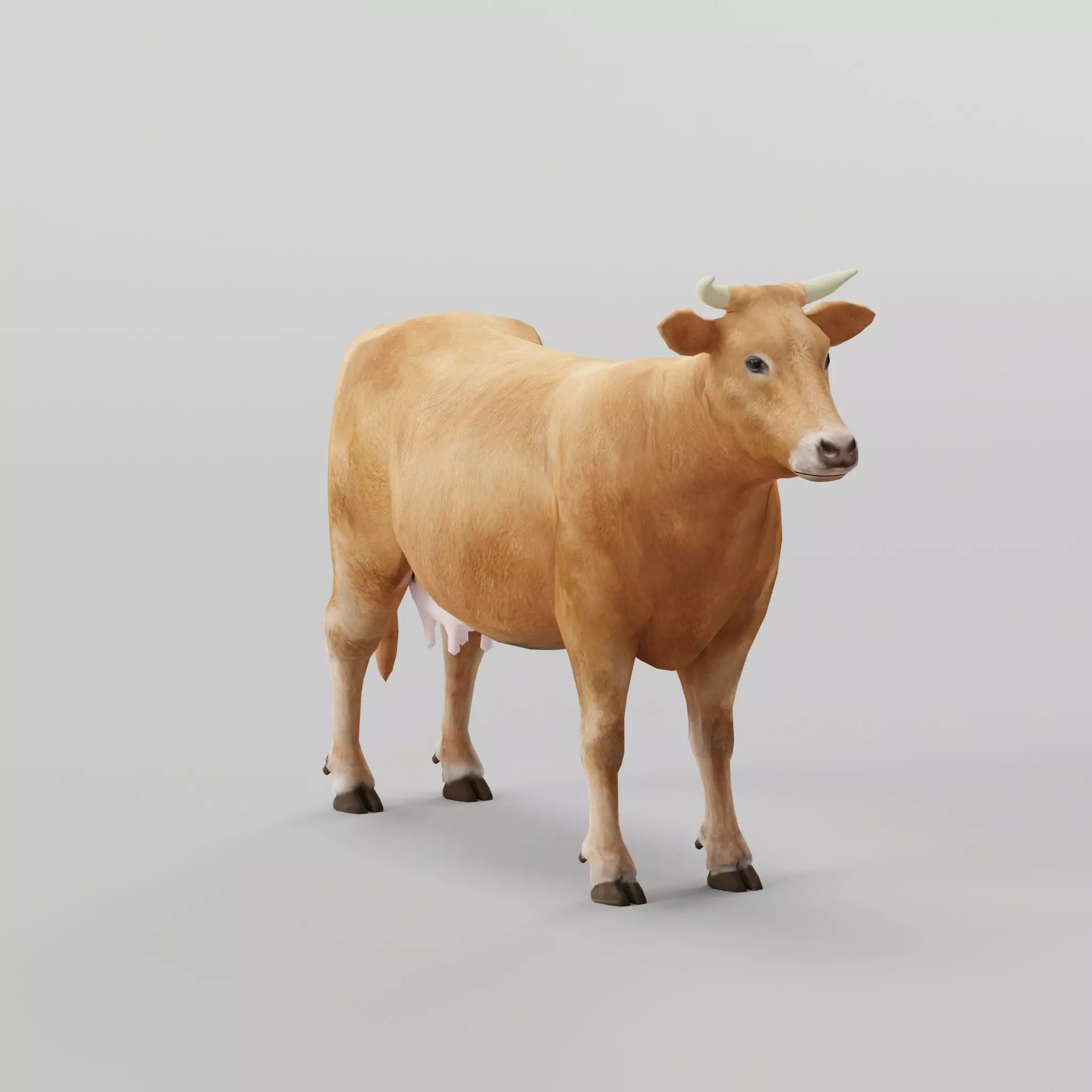 Domestic Cattle Oxen Animals Low-poly 3D model_0