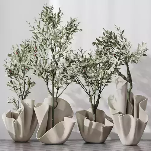 Plants Mission Olive Tree Indoor Vase Set002