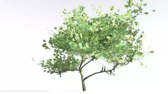 EVERYPlant Beach Cabbage LowPoly 2 --14 Models-- Low-poly 3D model