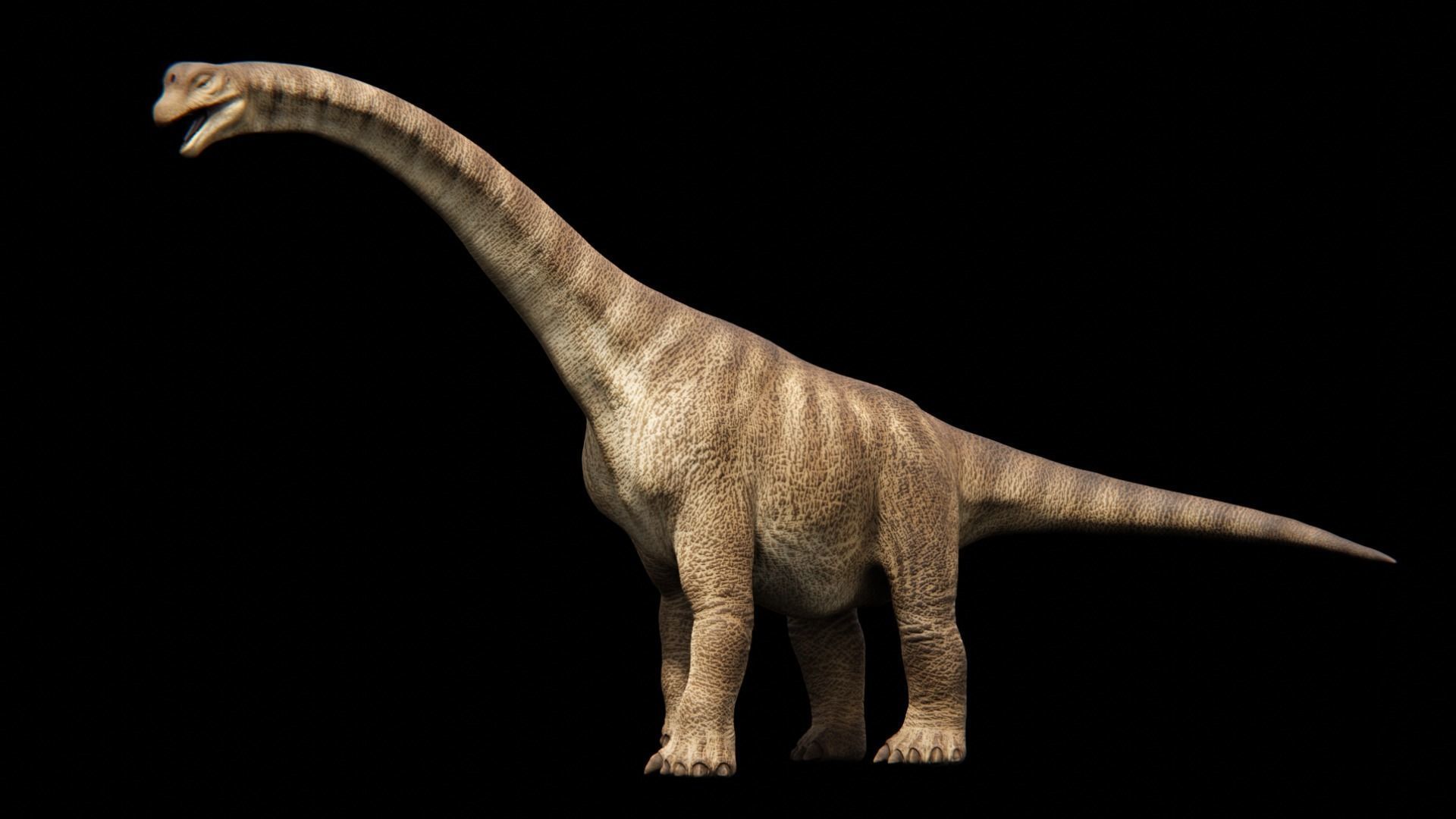Brachiosaurus Sauropod Dinosaur Low-poly 3D model_3