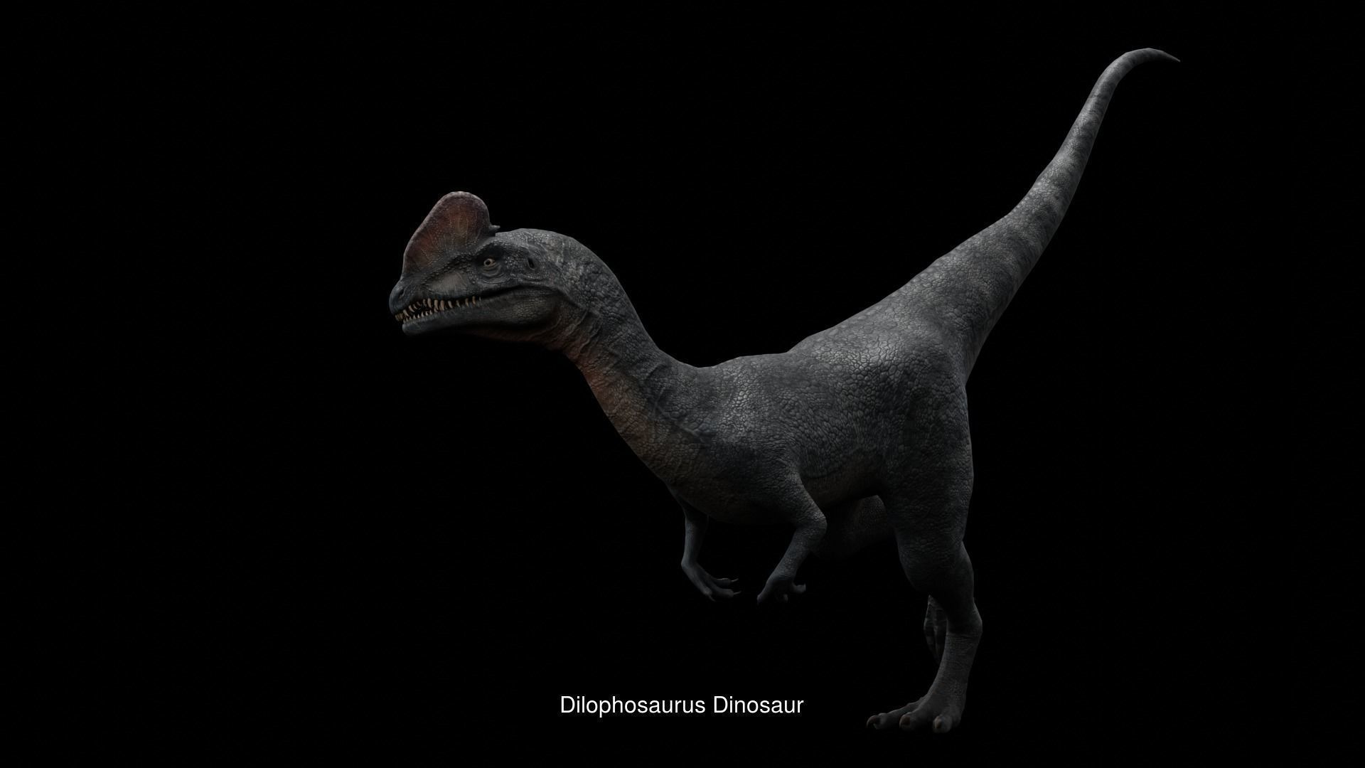 Prehistoric Animal Dinosaur 3D Model Collection_24