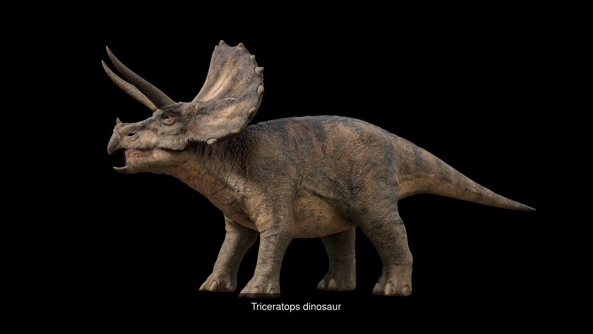 Prehistoric Animal Dinosaur 3D Model Collection_18