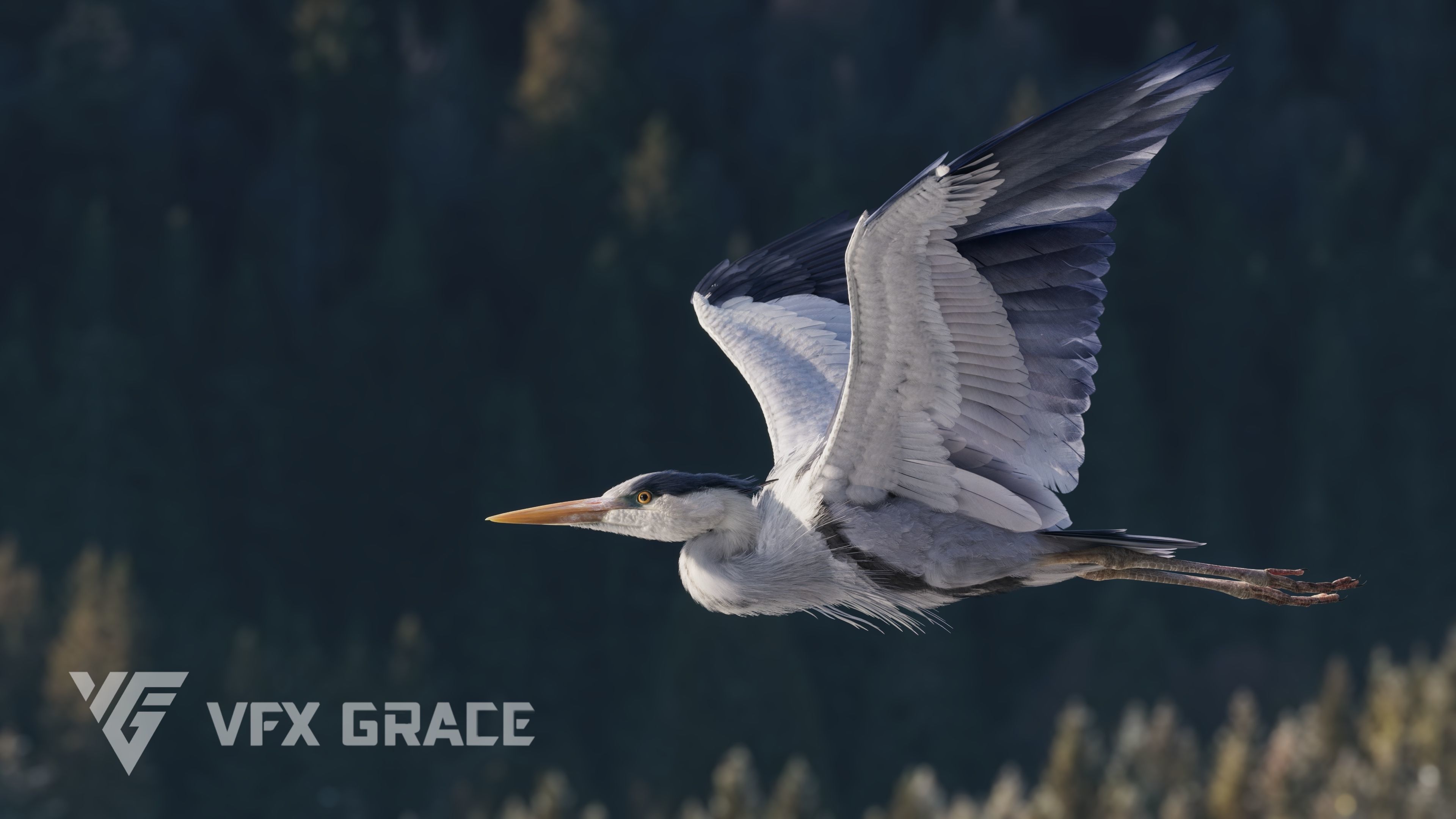GreyHeron Animation VFX Grace 3D model_4