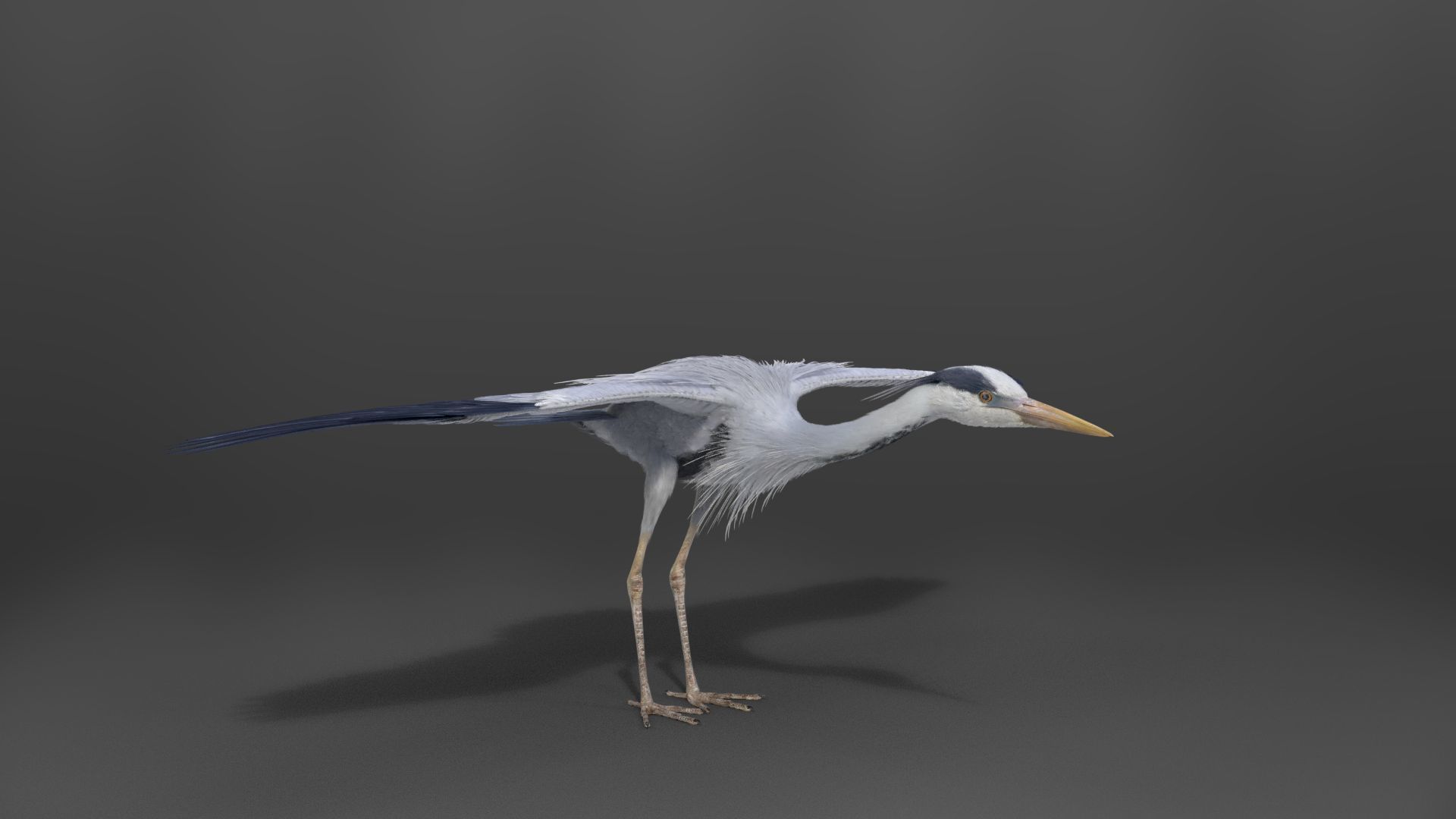 GreyHeron Animation VFX Grace 3D model_16