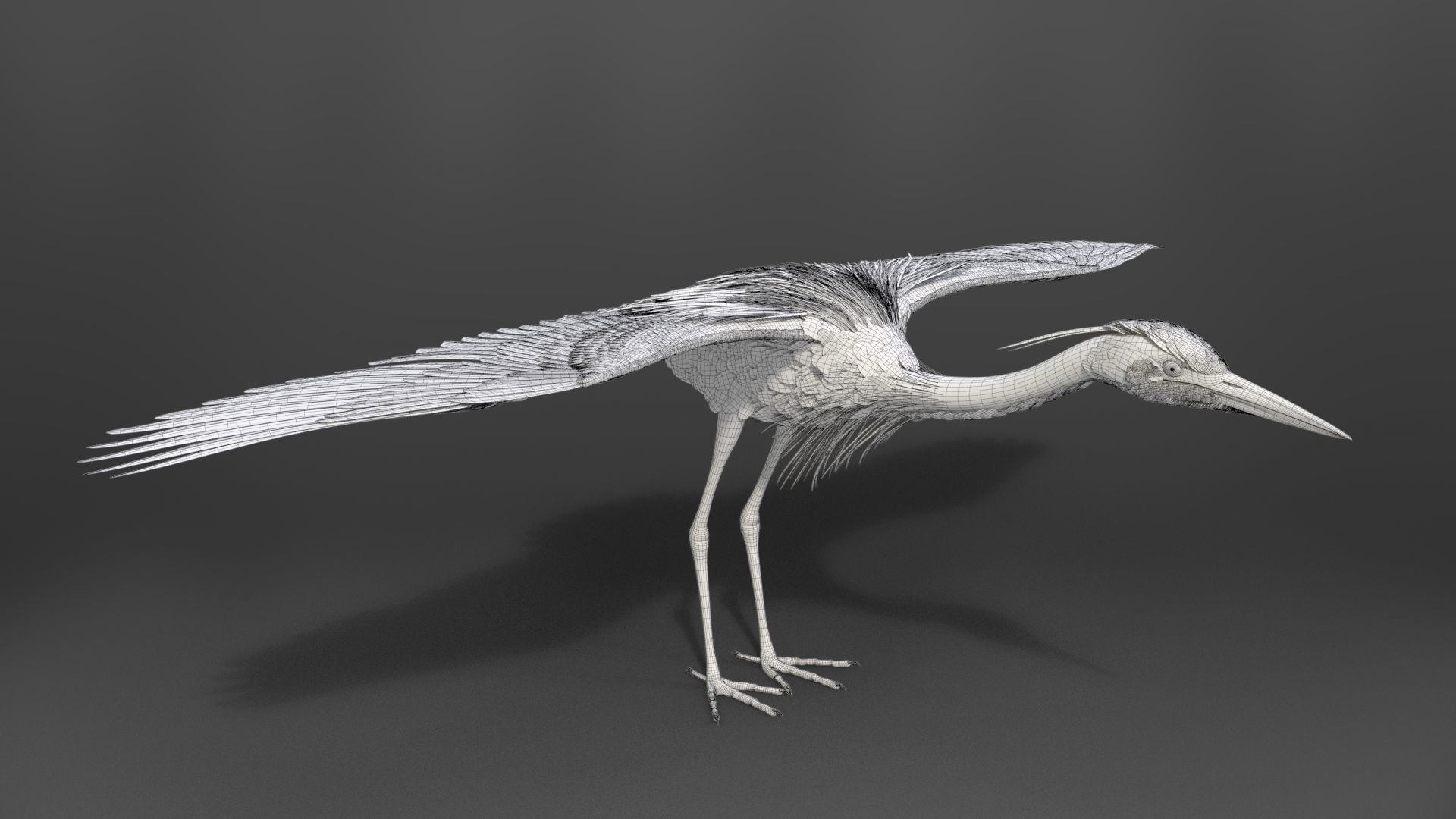 GreyHeron Animation VFX Grace 3D model_58