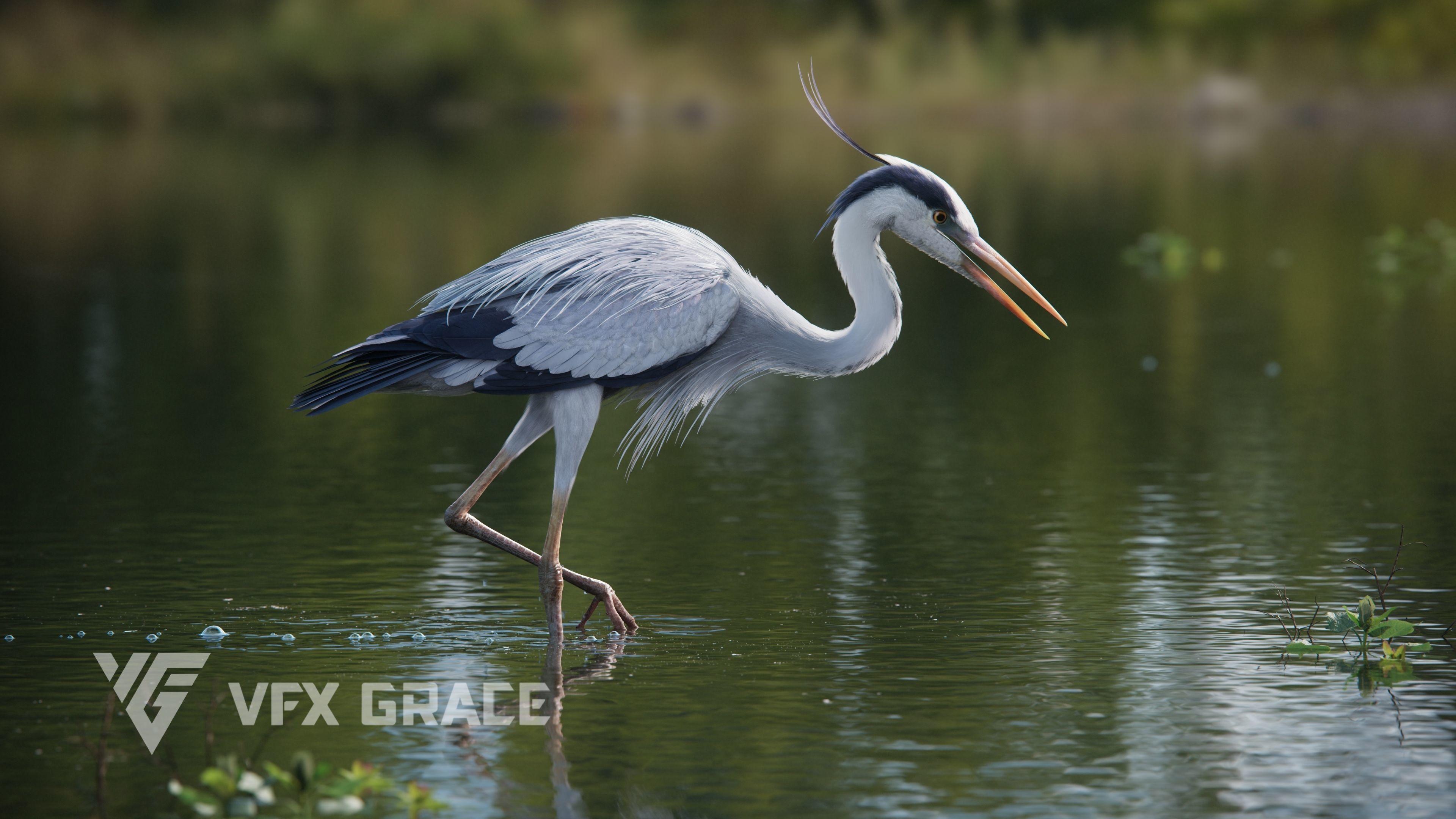 GreyHeron Animation VFX Grace 3D model_7