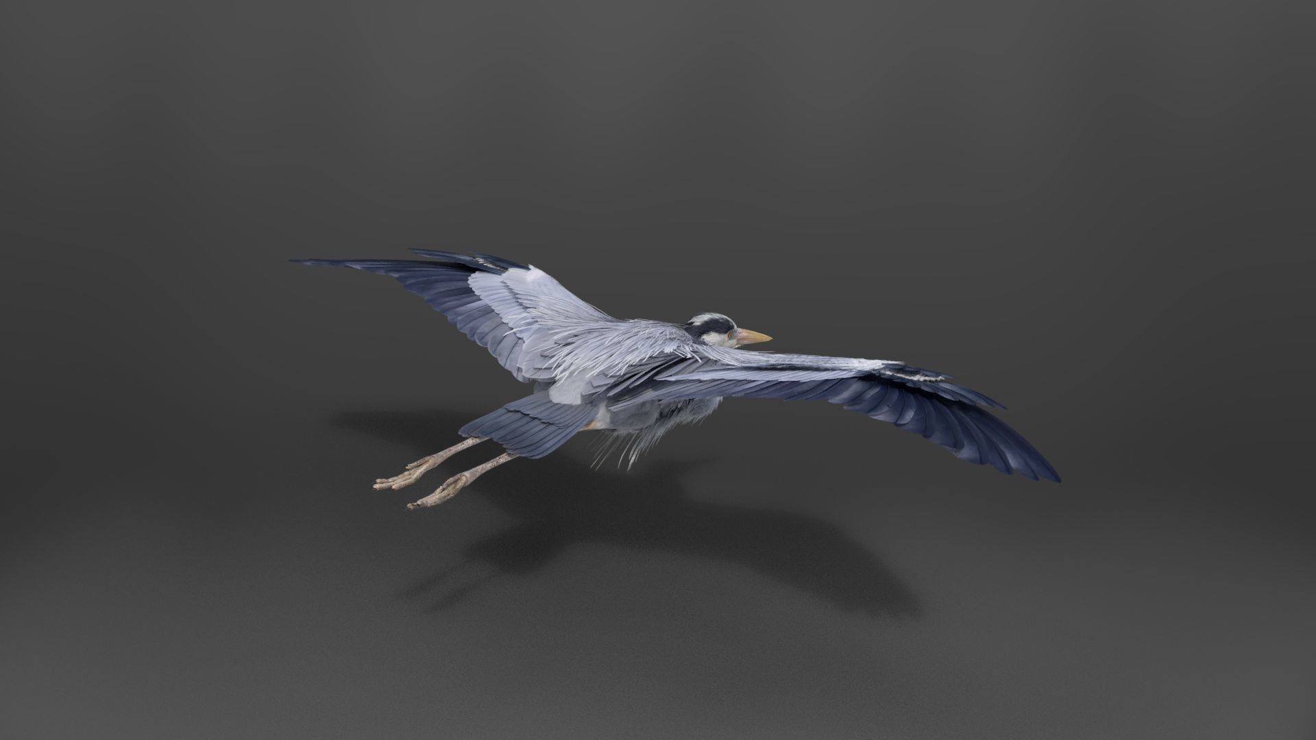 GreyHeron Animation VFX Grace 3D model_12