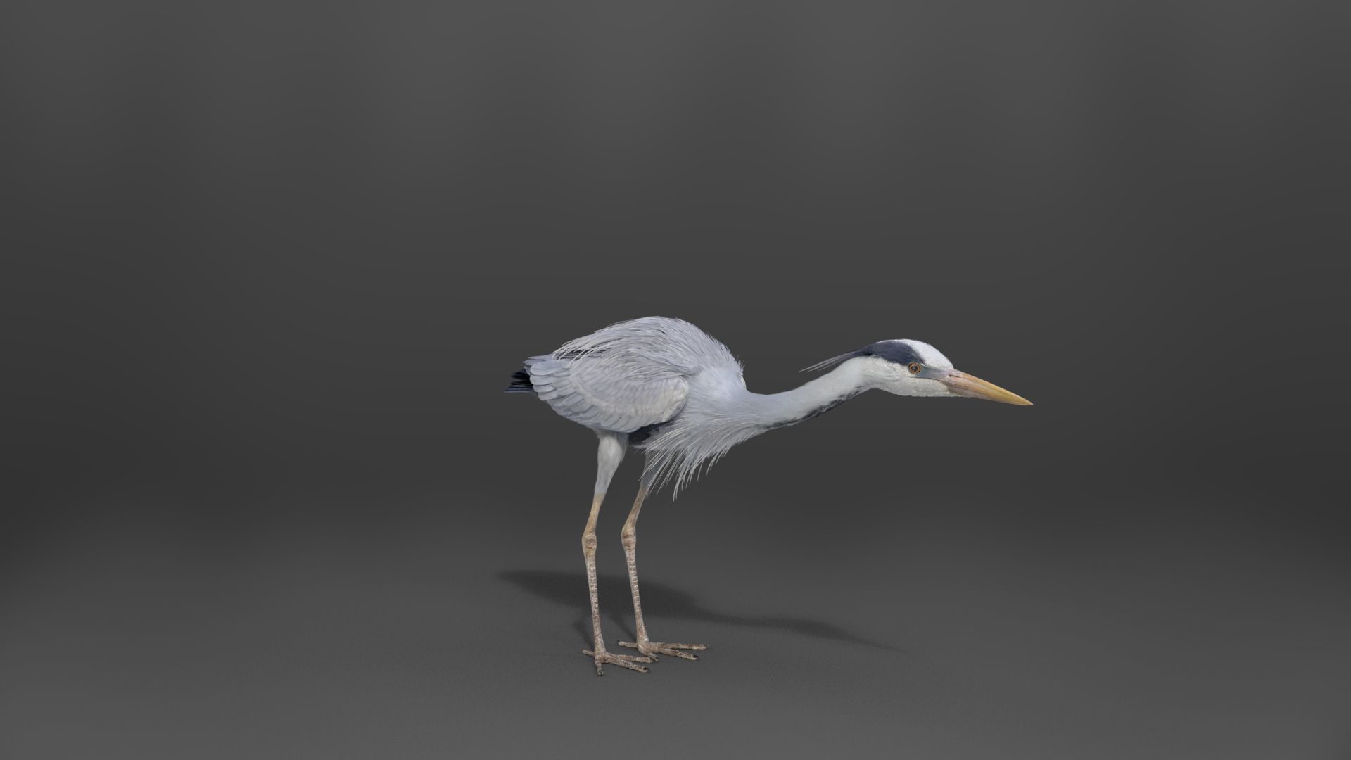 GreyHeron Animation VFX Grace 3D model_17