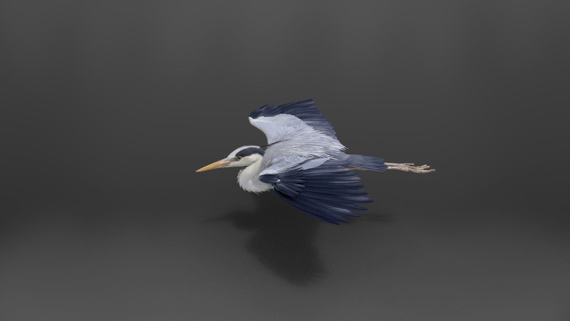 GreyHeron Animation VFX Grace 3D model_18