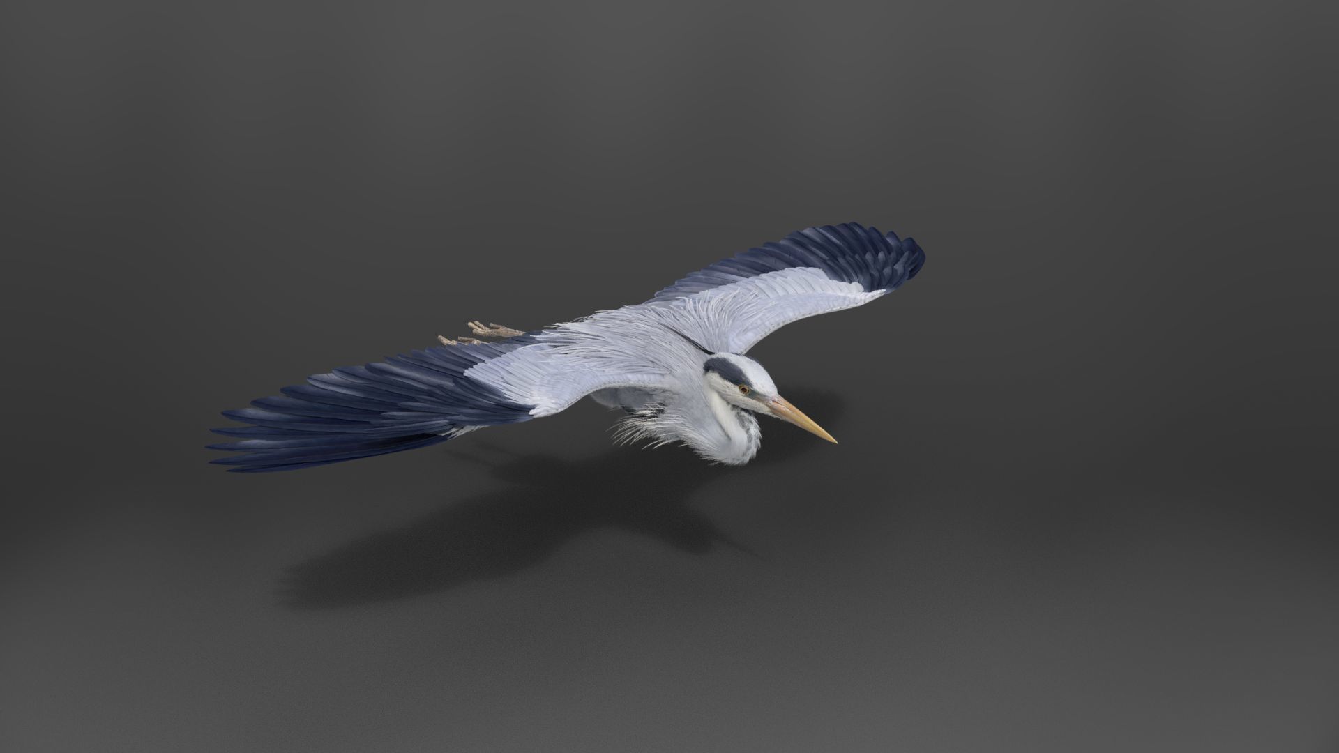 GreyHeron Animation VFX Grace 3D model_11