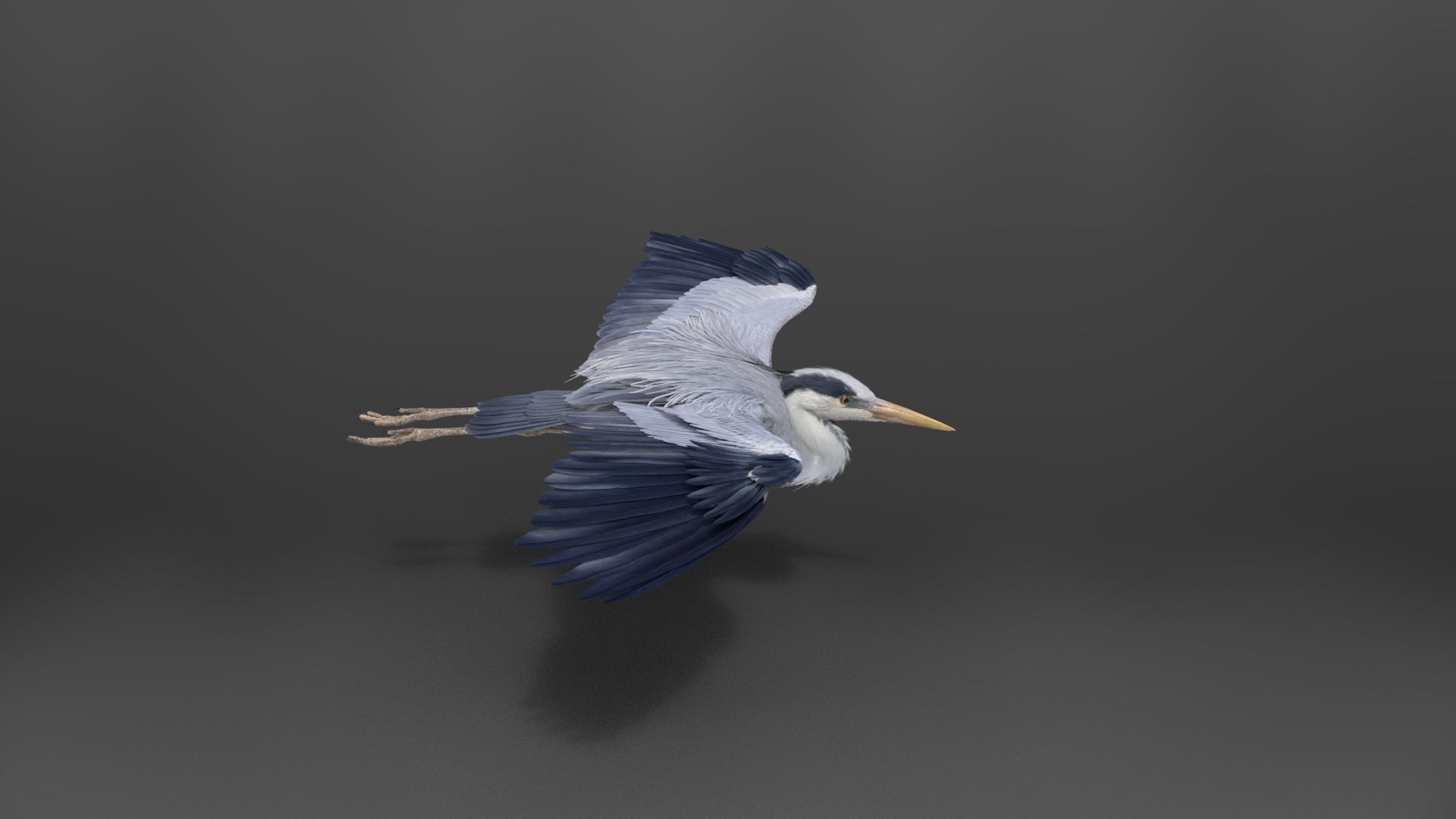 GreyHeron Animation VFX Grace 3D model_13