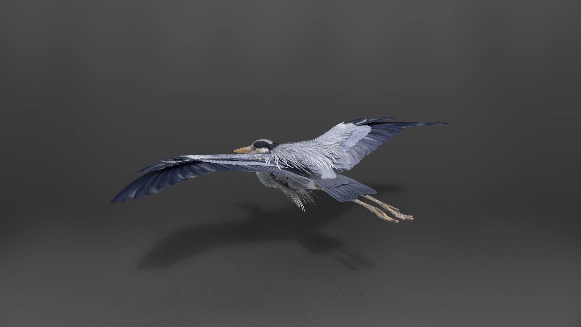 GreyHeron Animation VFX Grace 3D model_14