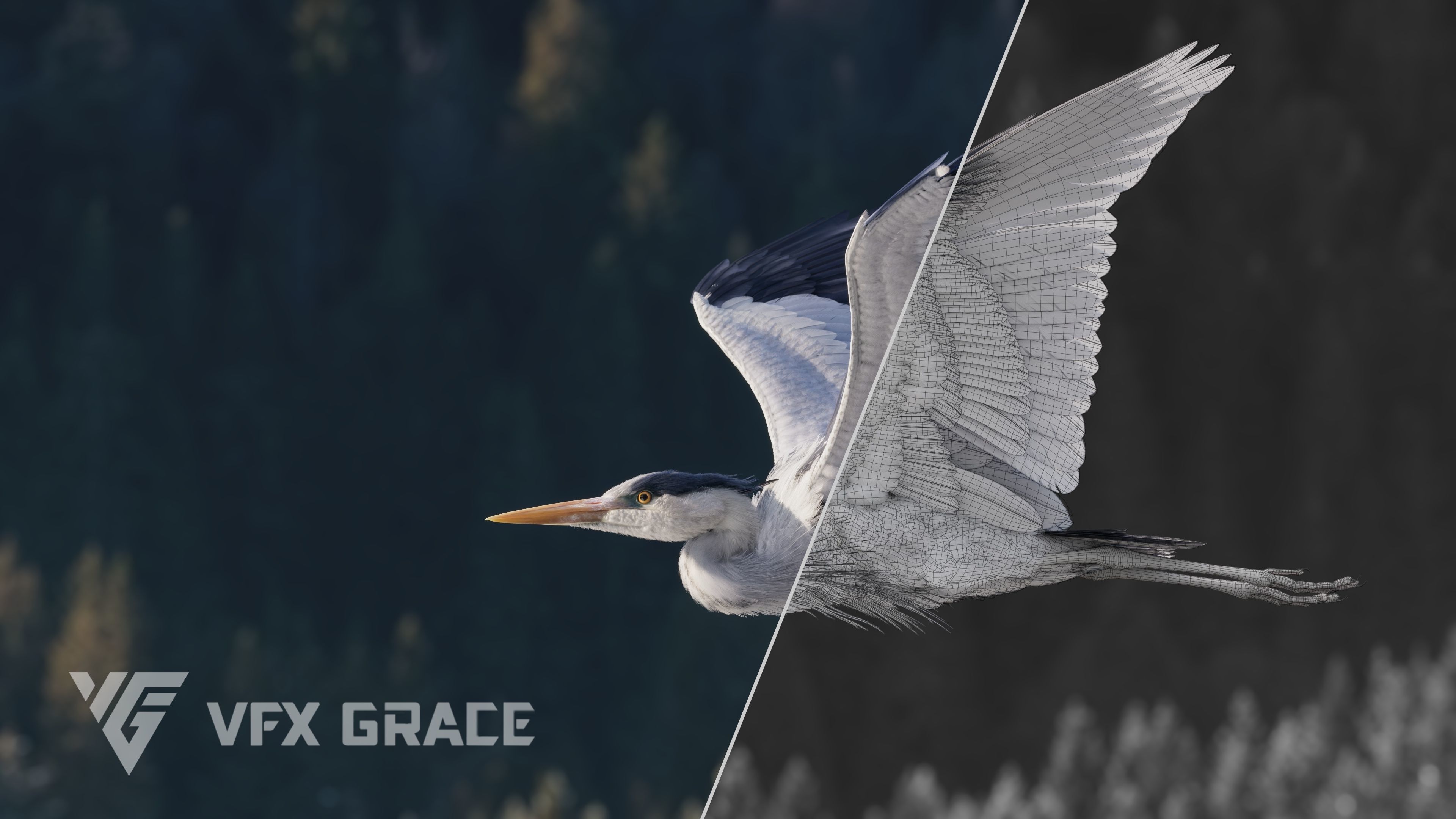 GreyHeron Animation VFX Grace 3D model_6