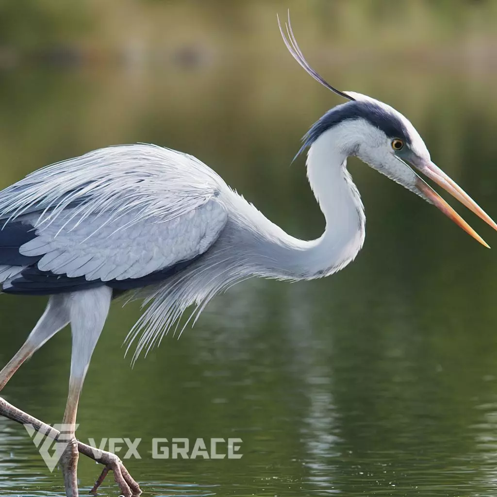 GreyHeron Animation VFX Grace 3D model_0